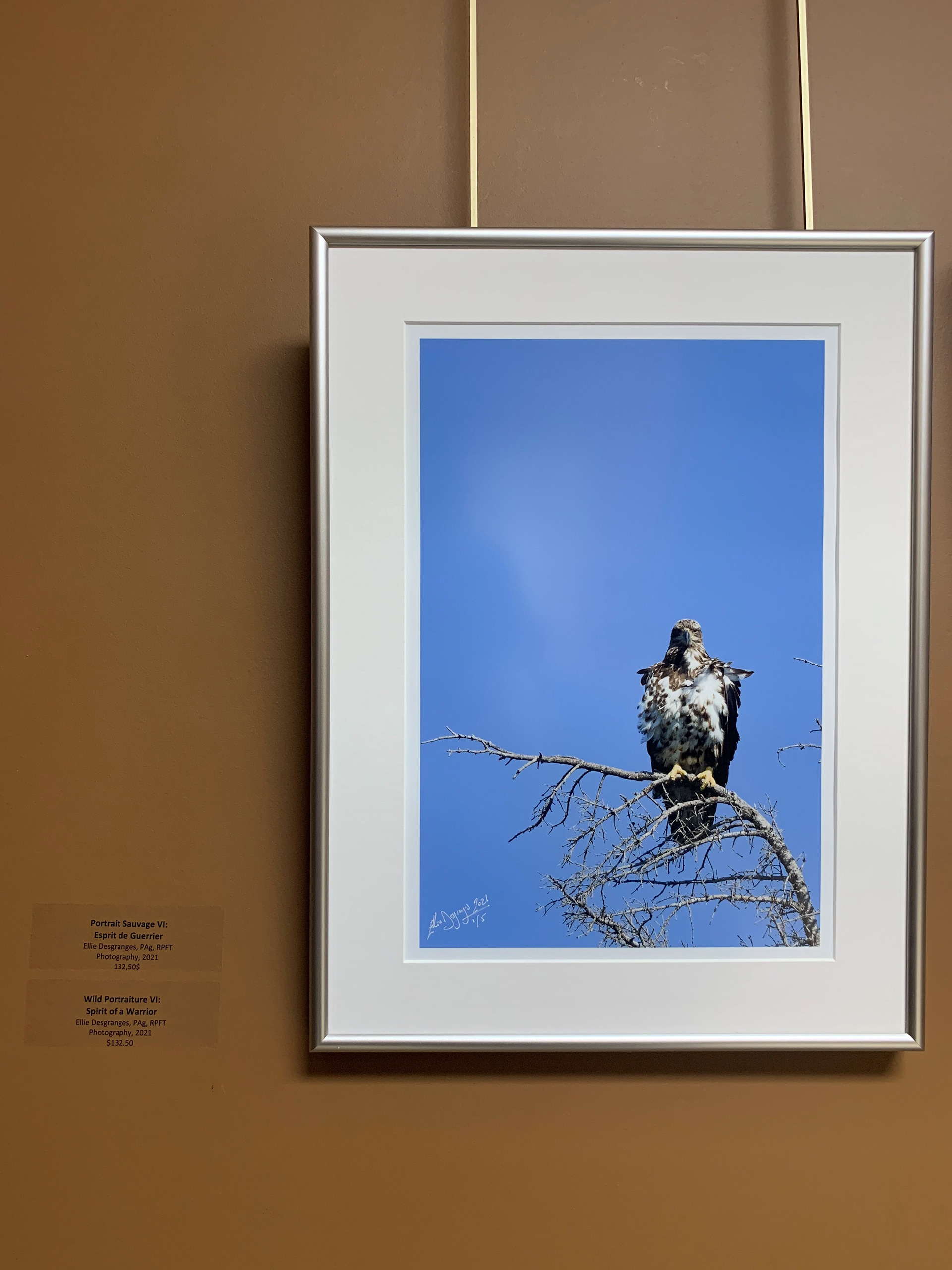 "Wild Portraiture VI: Spirit of a Warrior", 8x12" / The Eye Gallery, Nov-Dec 2021