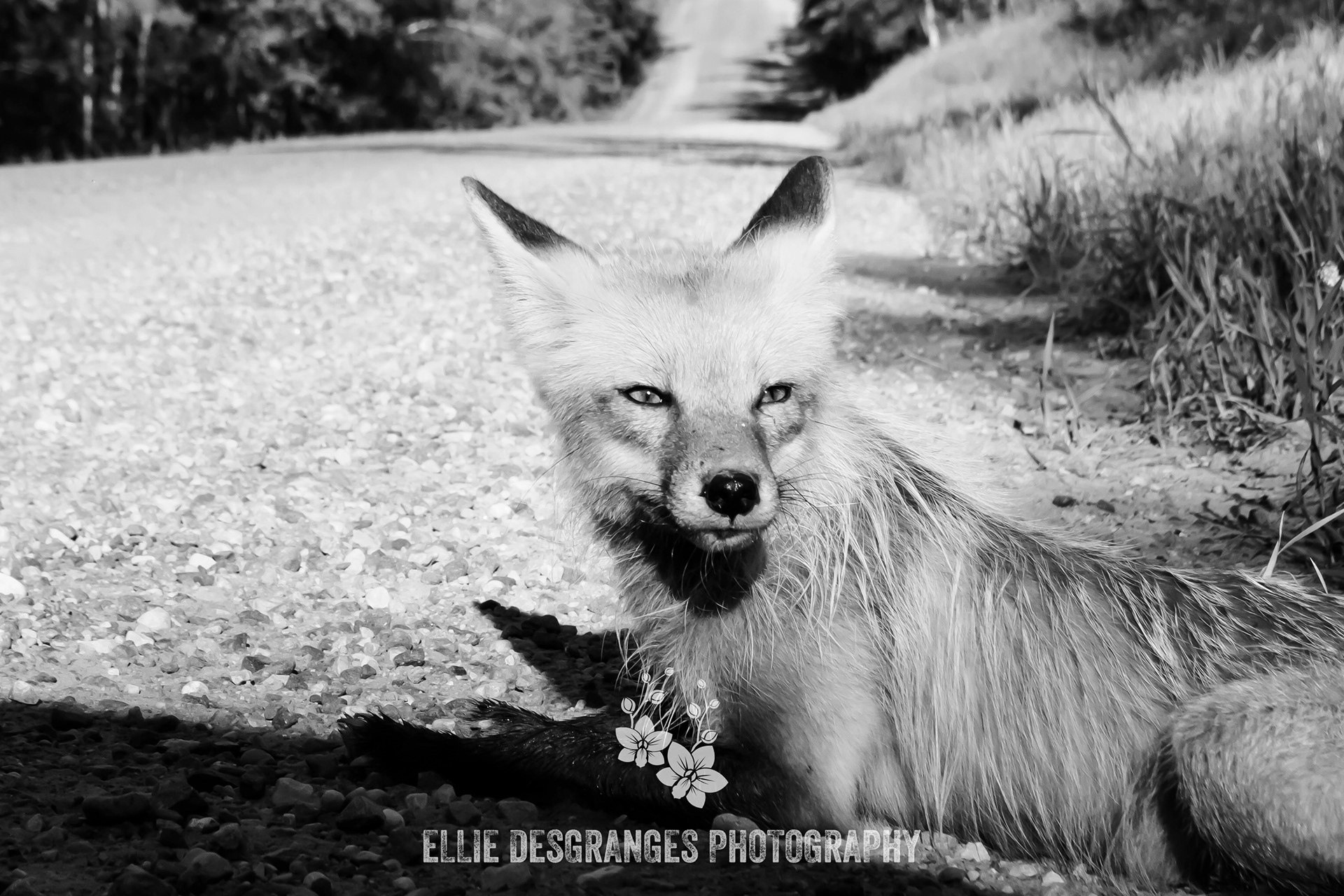 "Sunlit Red Fox", 5x7", 8x10" / Narrows