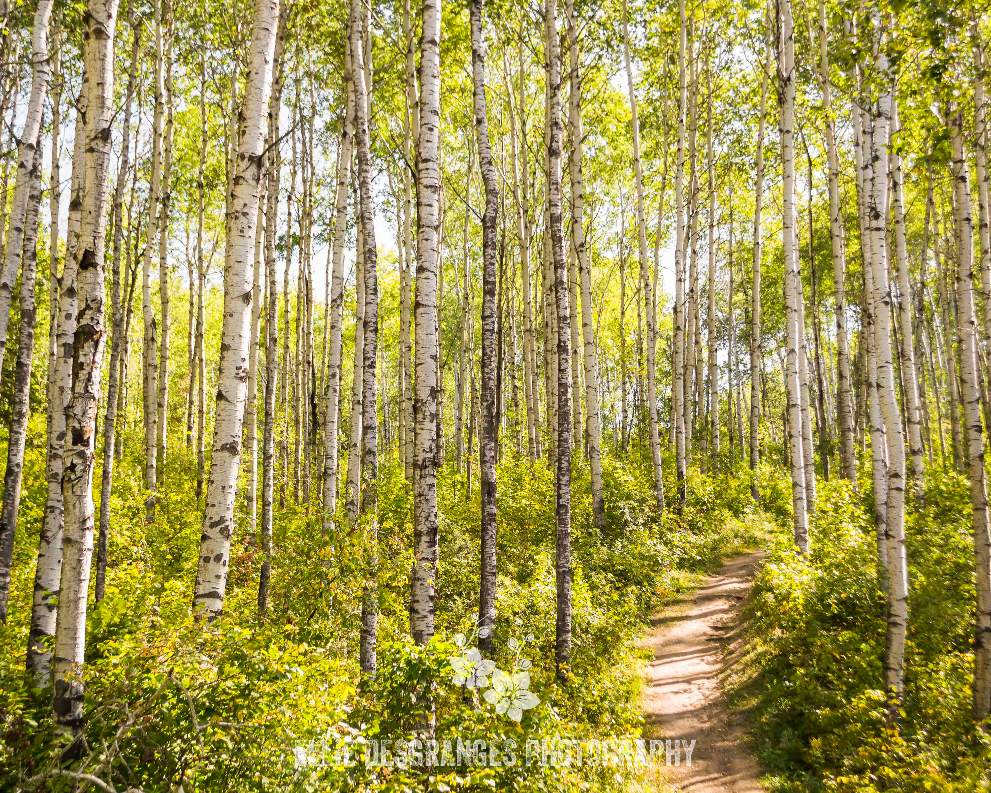 "Golden Hall", 5x7", 8x10", 16x20", 20x30" / Spruce River Highlands Trail