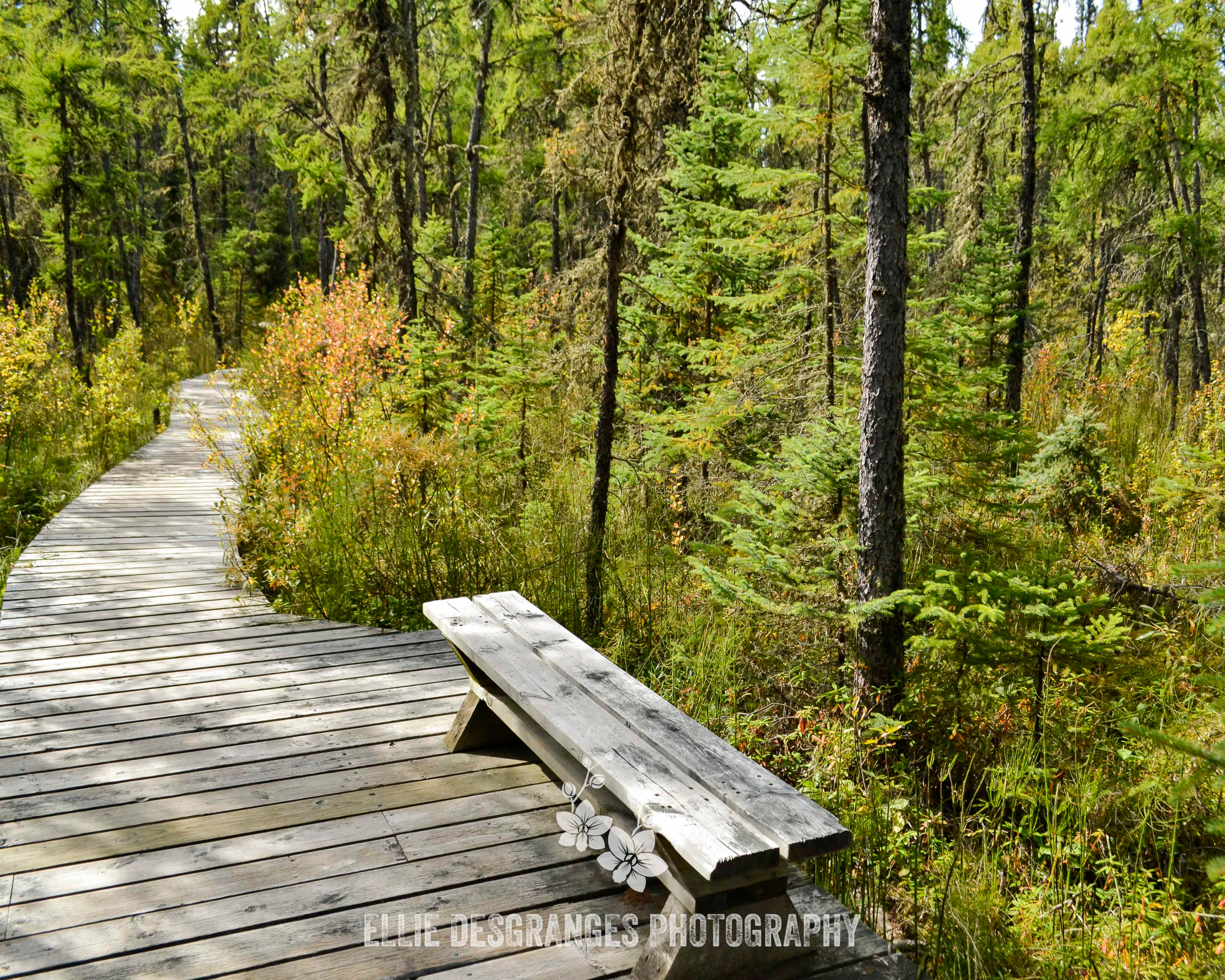 "Not a Breeze, Not a Sound", 8x10" / Bog Lake Trail