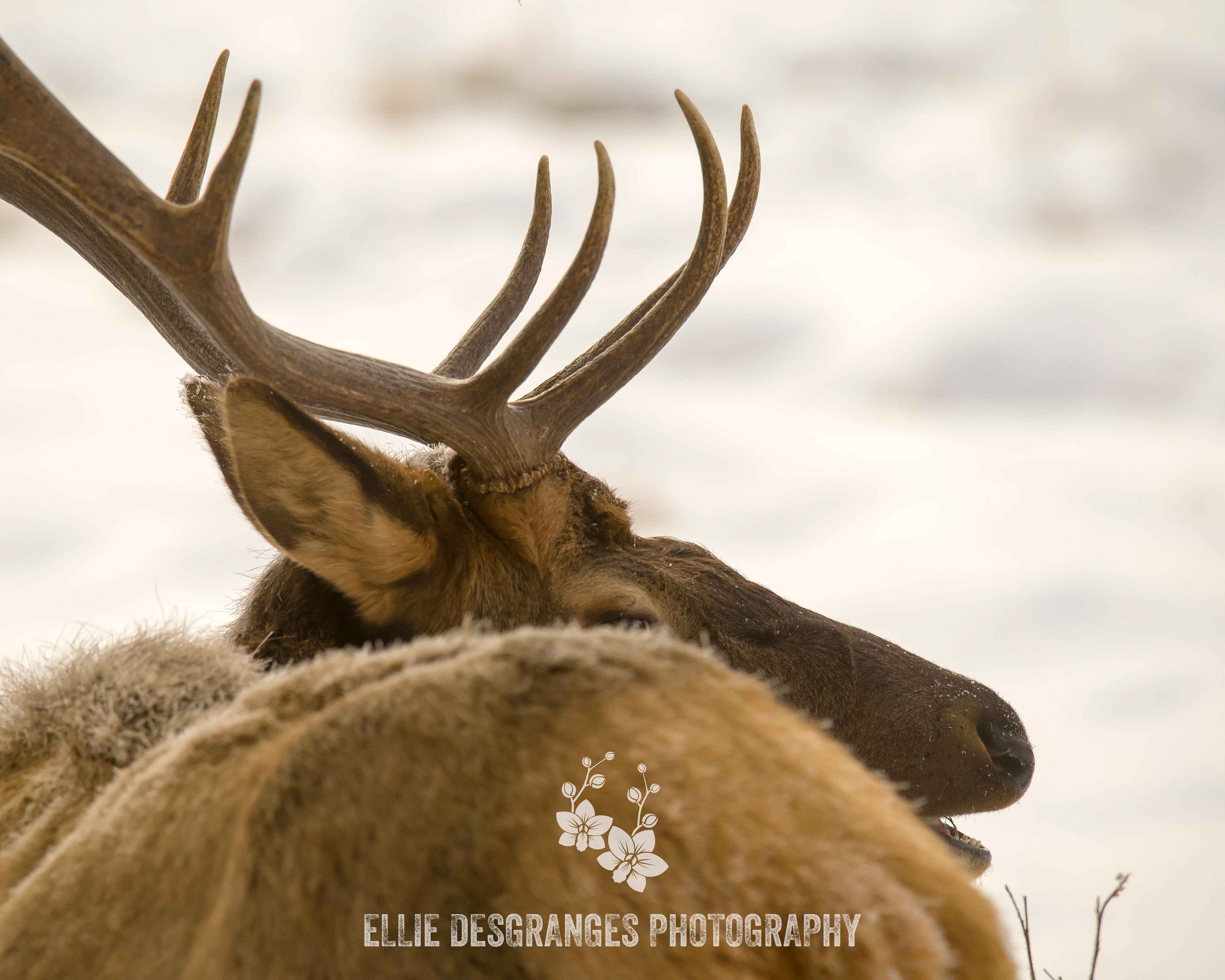 "Wild Portraiture I: Over the Backside", 8x10" / Prince Albert National Park, Saskatchewan (2019)