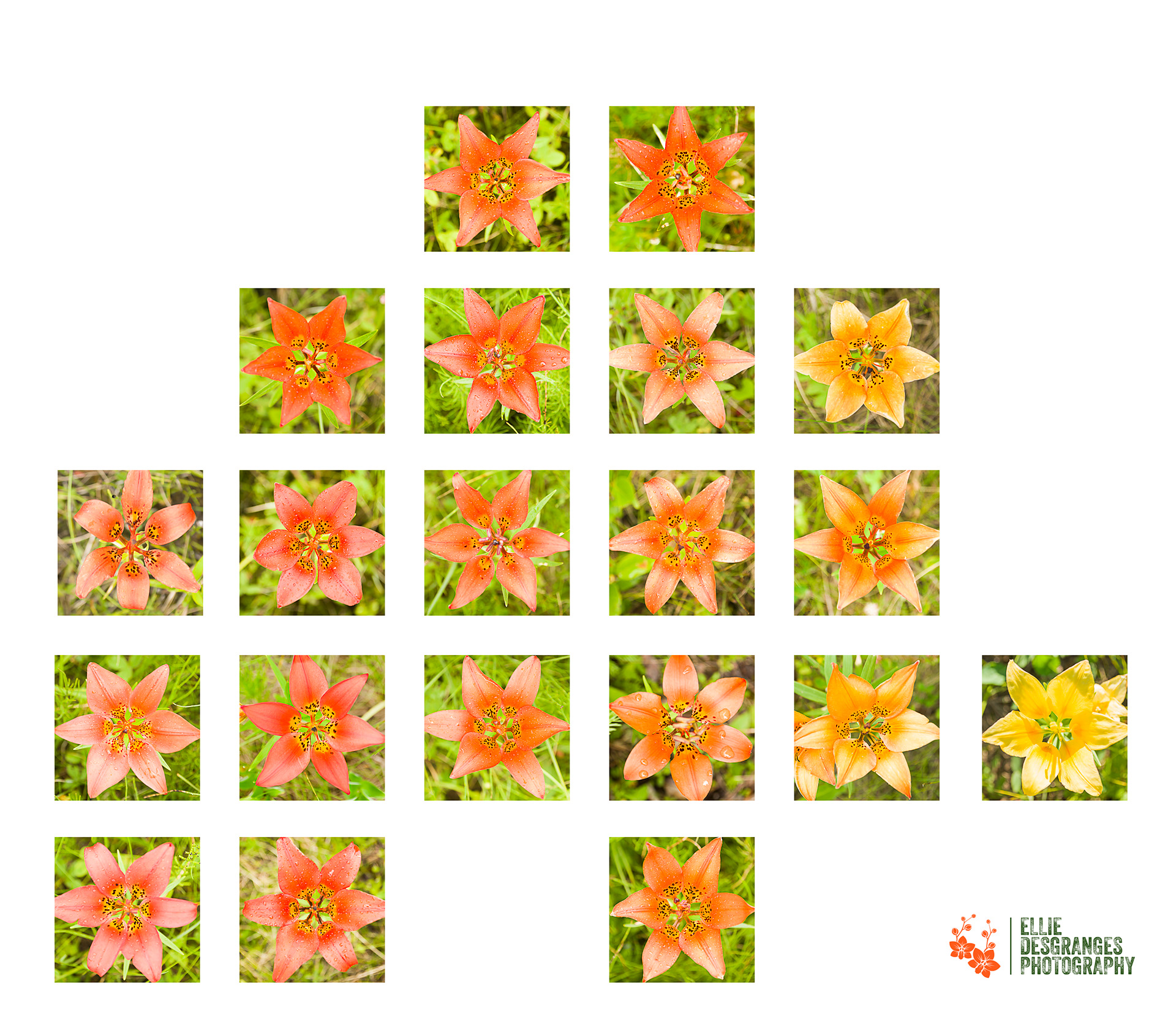 "Individuality", Installation of 20 images 6x6" / Waskesiu, Buckland, and Smeaton, SK