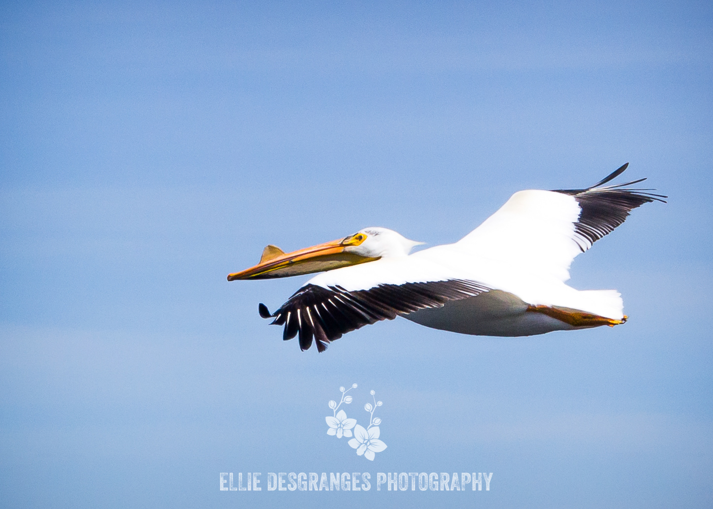 "Soaring White Pelican", 5x7", 8x10" / Narrows (Waskesiu Lake)