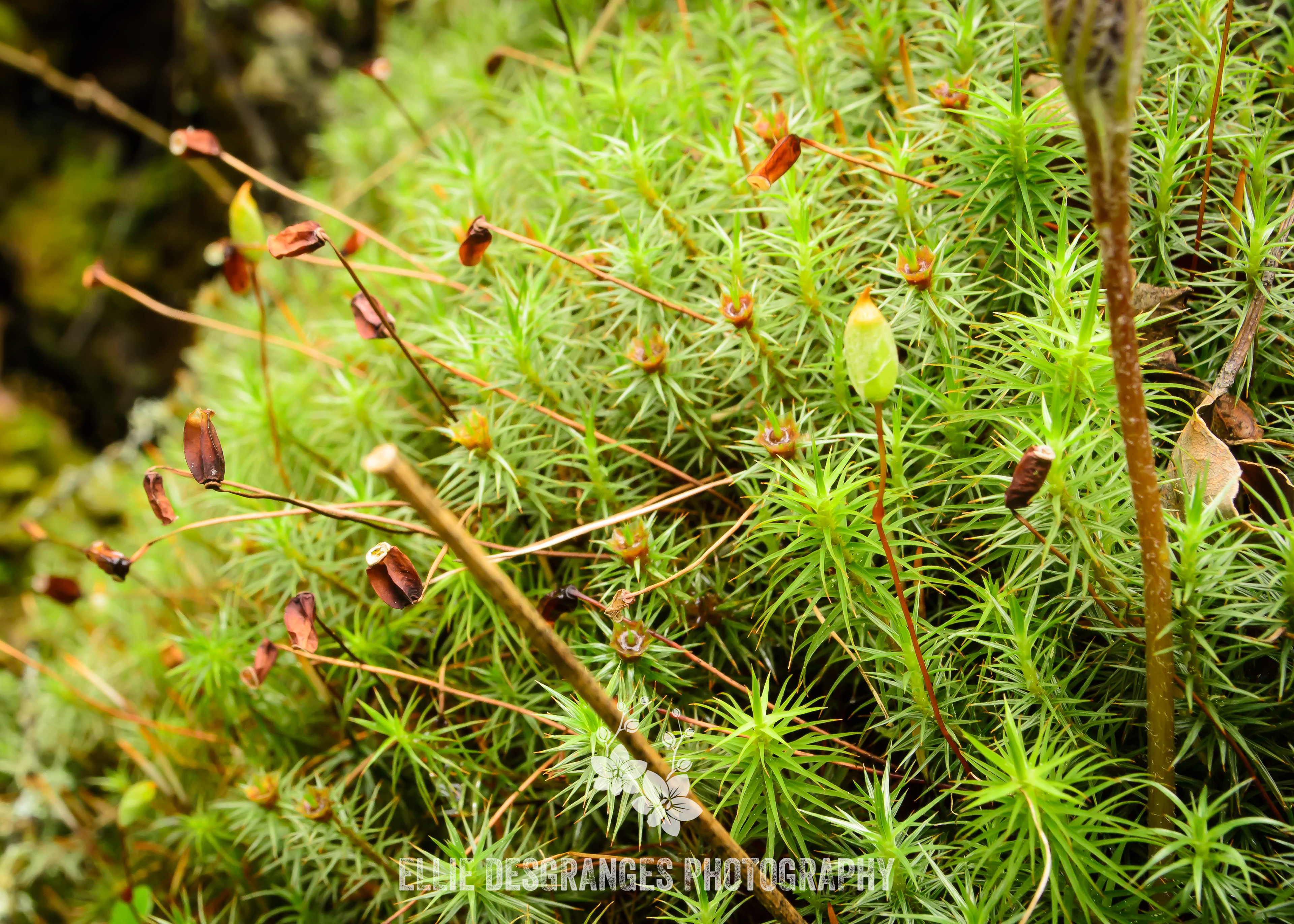 "Moss Reproduction", 5x7", 8x10" / Crean Lake Trail