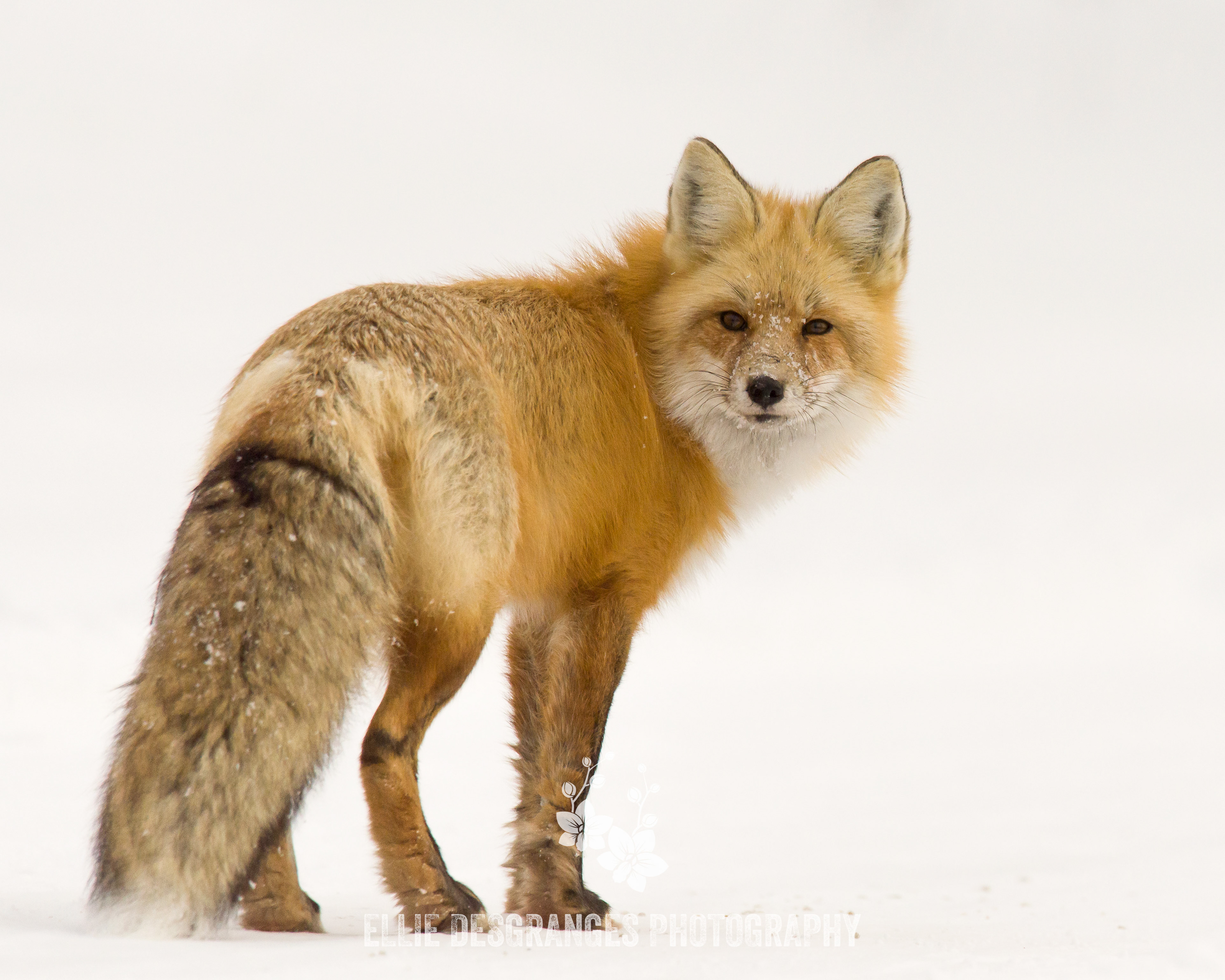 "Sunlit Red Fox: The Winter Equivalent", 8x10" / Narrows