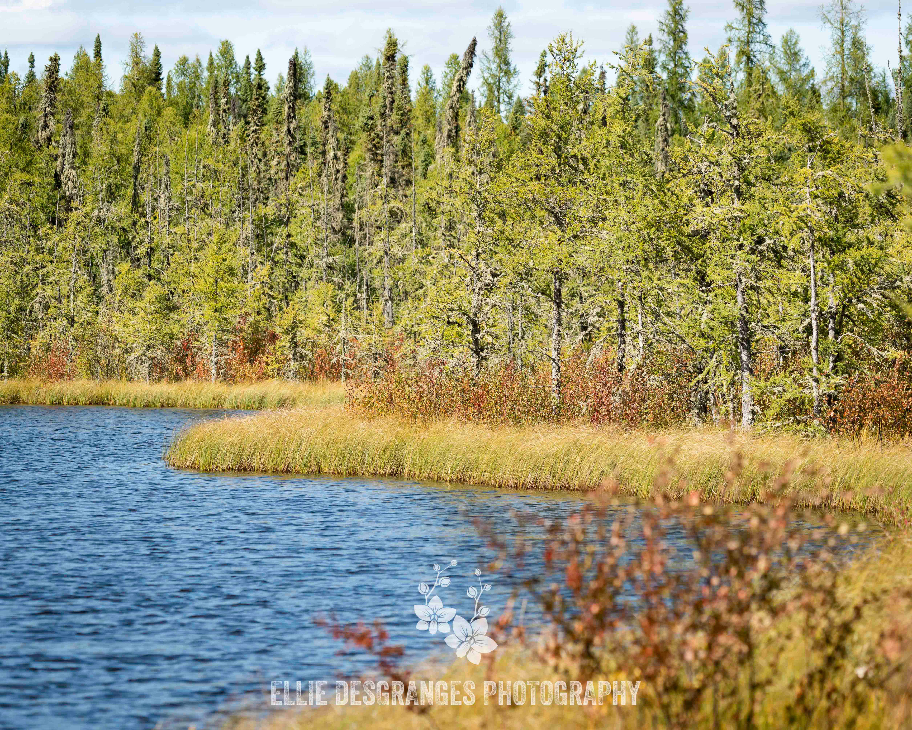 "The Paludification Front", 8x10" / Bog Lake Trail