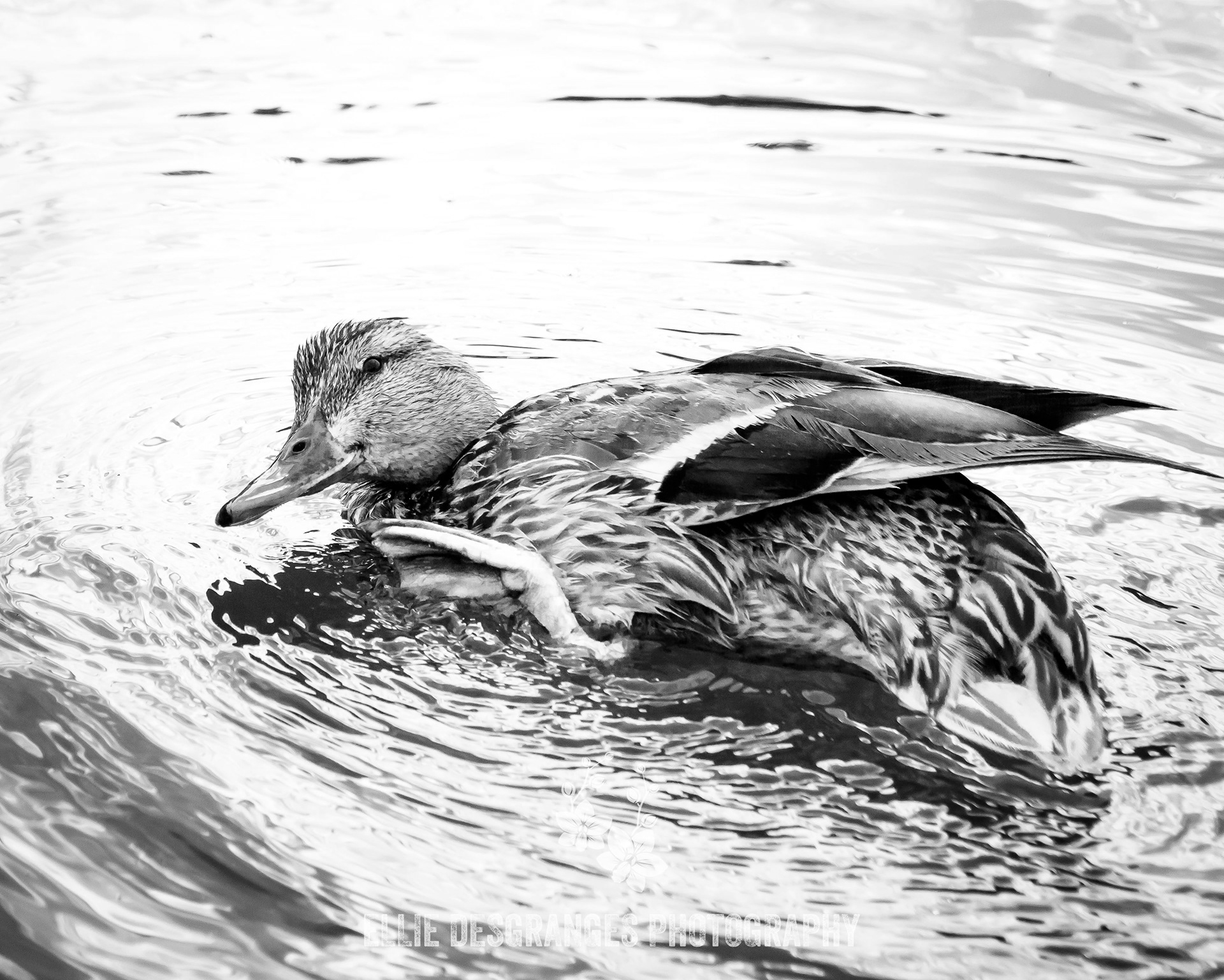 "Female Mallard", 5x7", 8x10" / Hanging Hearts Lakes