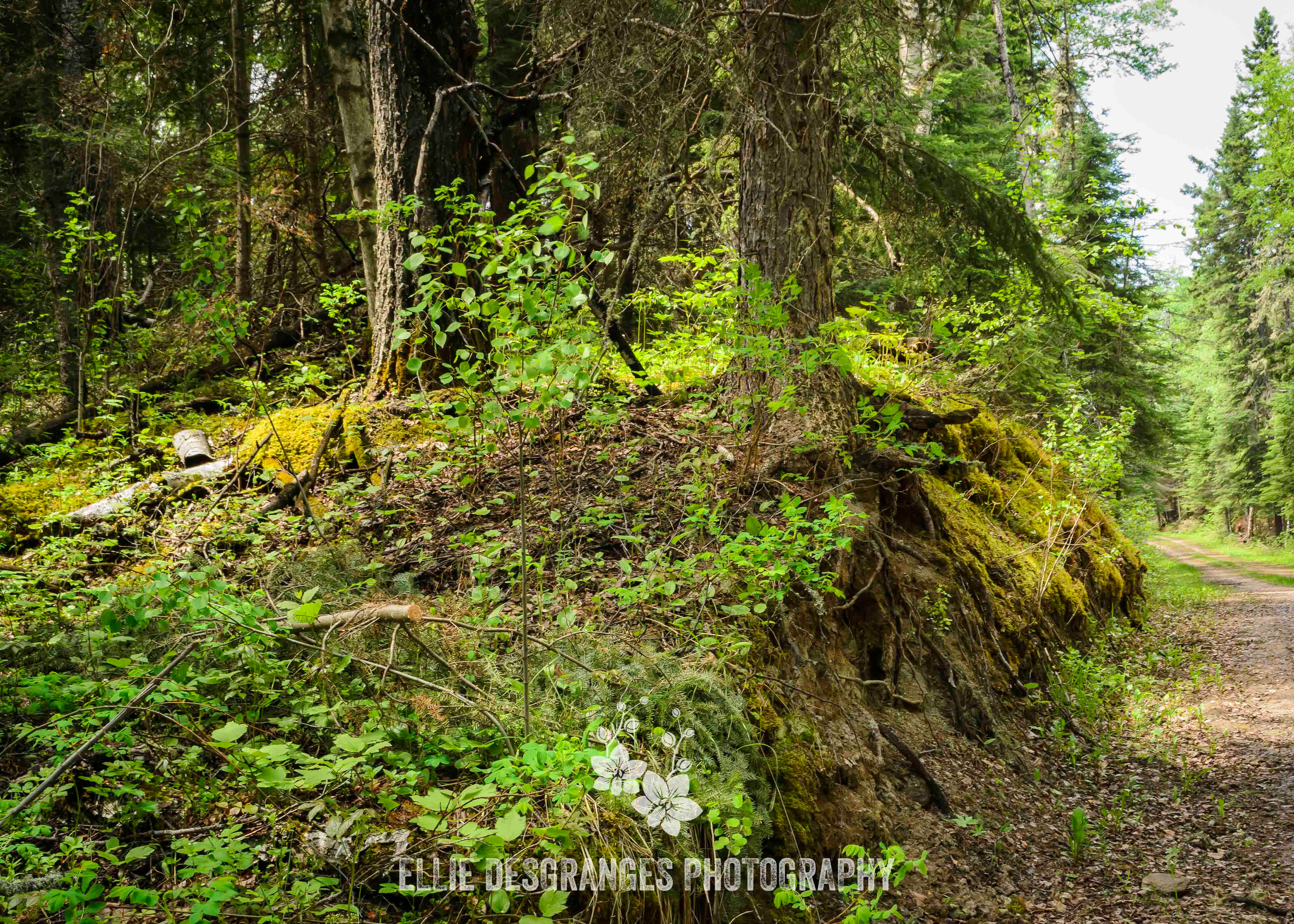 "Climax Understory", 5x7", 8x10" / Crean Lake Trail