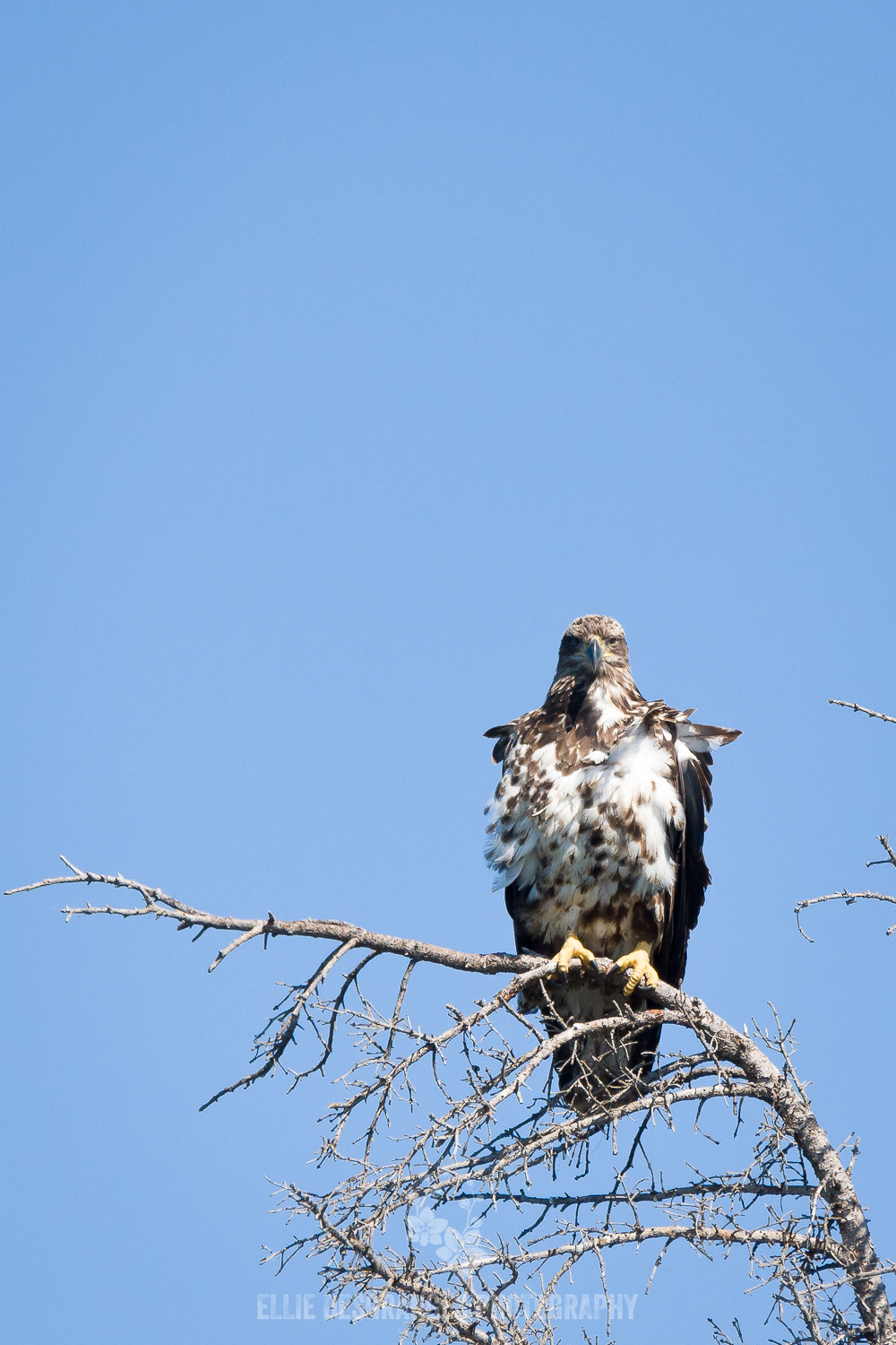 "Wild Portraiture VI: Spirit of a Warrior", 8x12" / Nemeiben Lake, Saskatchewan, Canada (2021)
