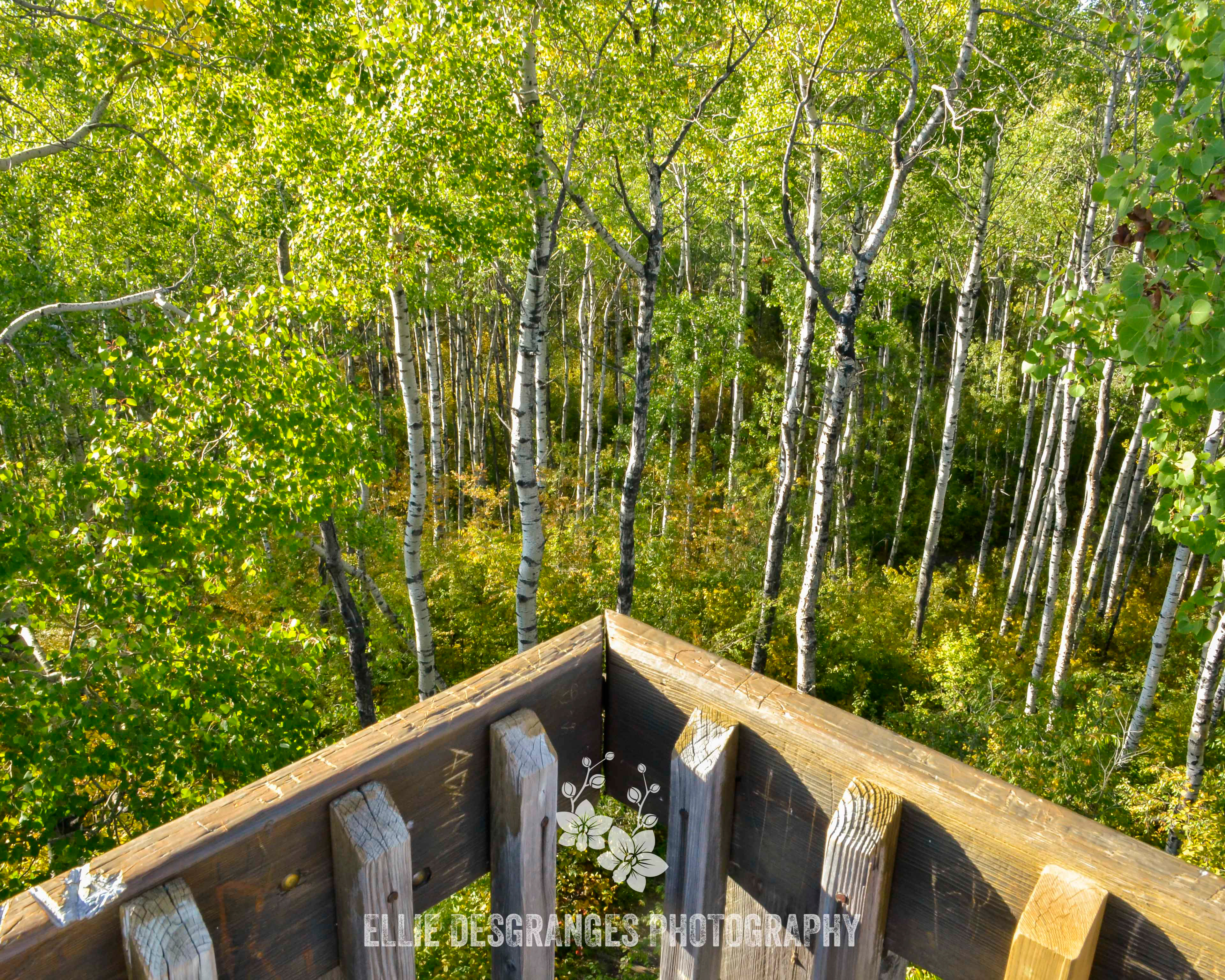 "A Towering Observation", 8x10" / Spruce River Lookout Tower