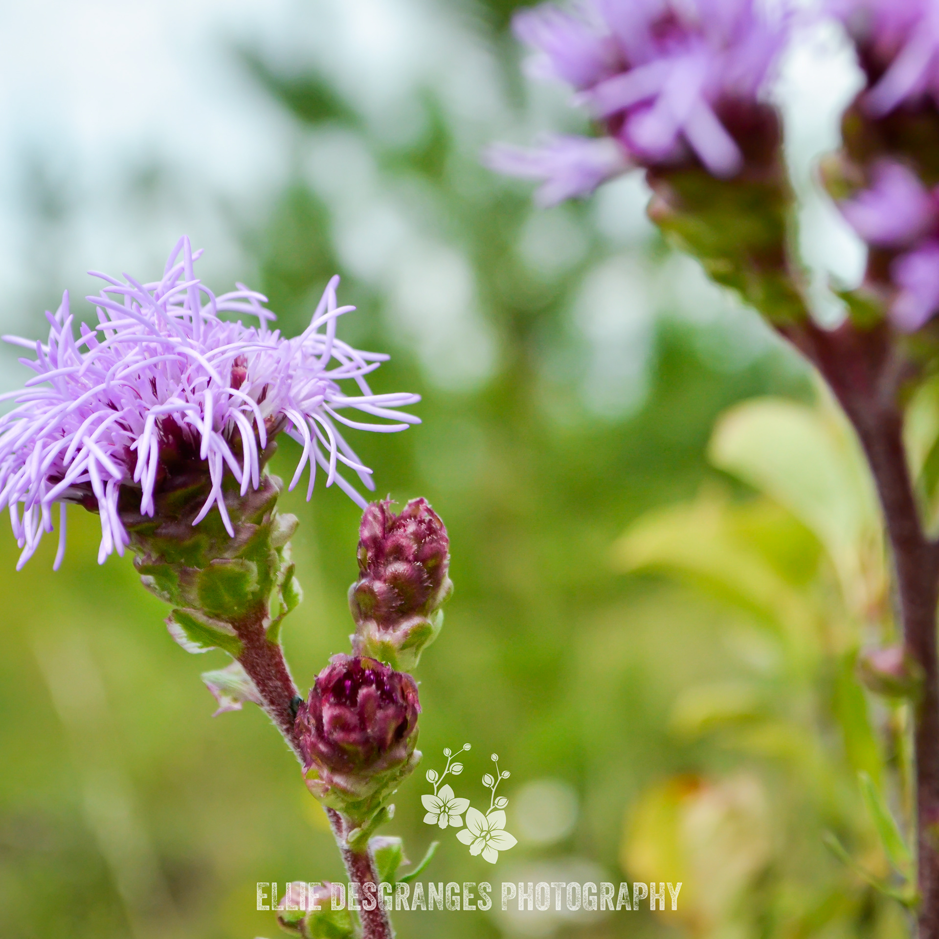 "Blooming Personality III: A Combative Nature". With a name like Meadow Blazing Star (Liatris ligulistylis), this species is often portrayed as gentle and smiling. But beware! A close examination revealed a daring, challenging attitude in this individual. Seemingly shy at first glance, it will challenge you with boxing fists the moment you avert your eyes, making you double take and stare in surprise. Canwood, Saskatchewan (2019).