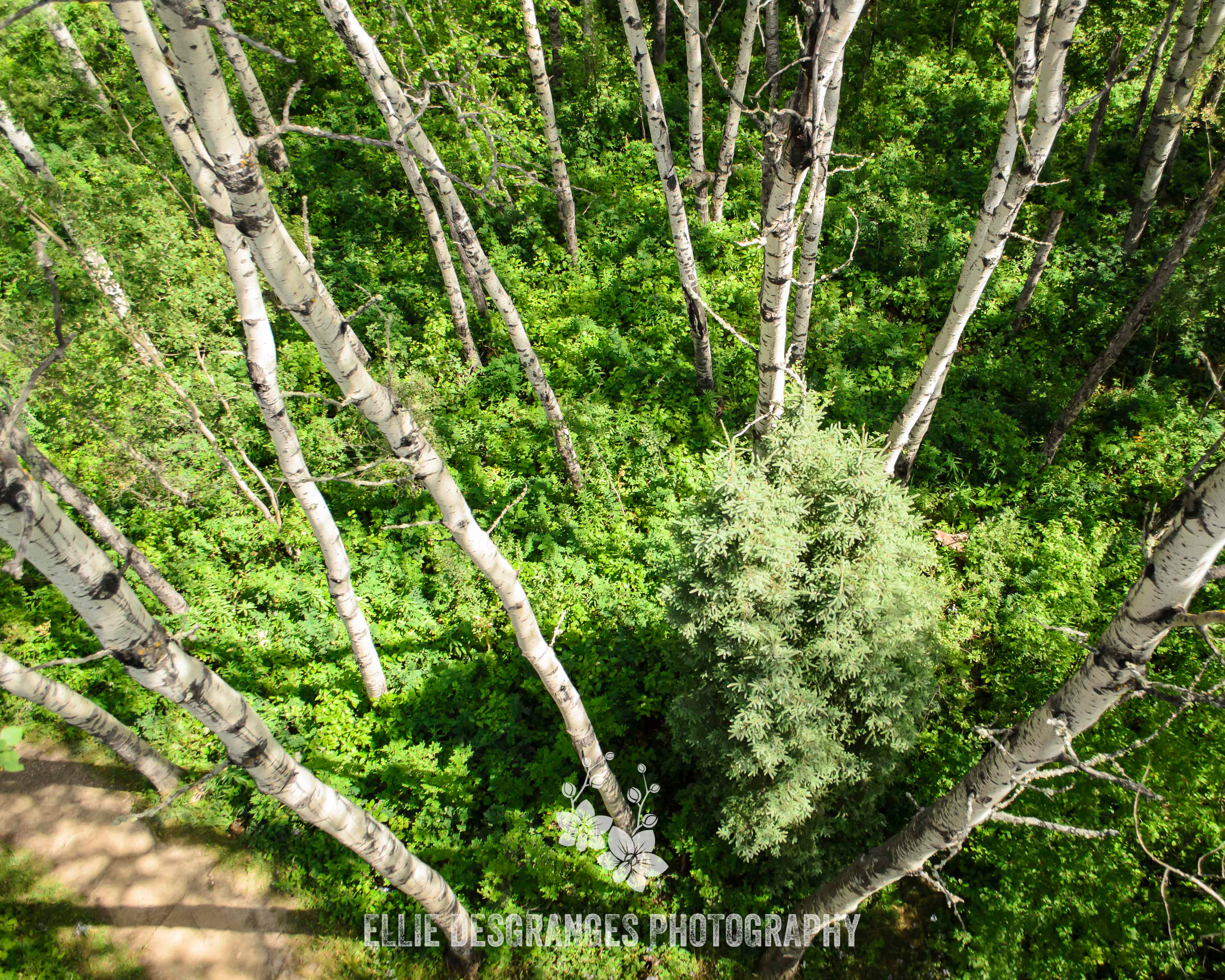 "Bird's Eye View (Summer)", 8x10" / Height-of-Land Lookout Tower