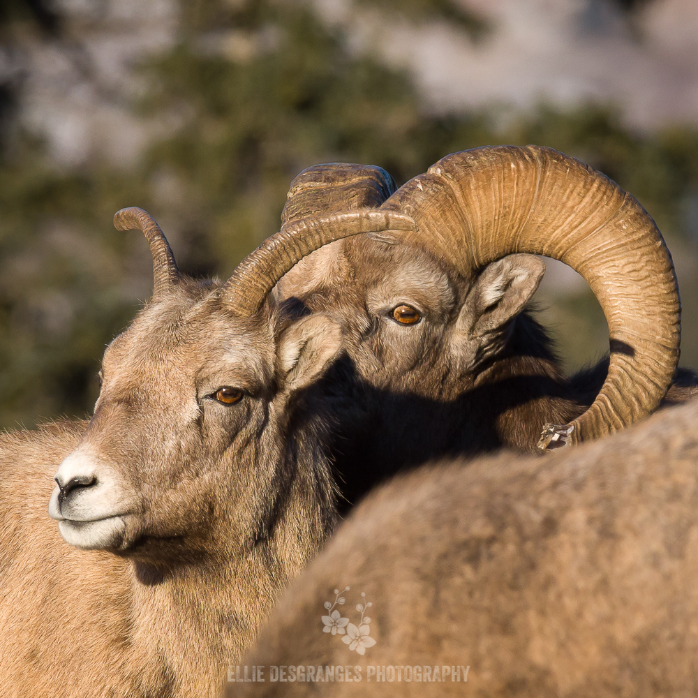 "Wild Portraiture IV: Intimate Duo", 6x6" / Jasper National Park, Alberta, Canada (2019)