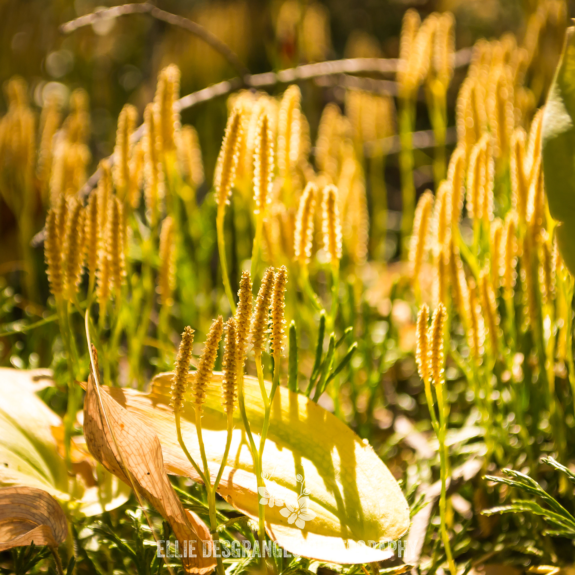 "Blooming Ground-Pine", 4x4" / Spruce River Highlands Trail