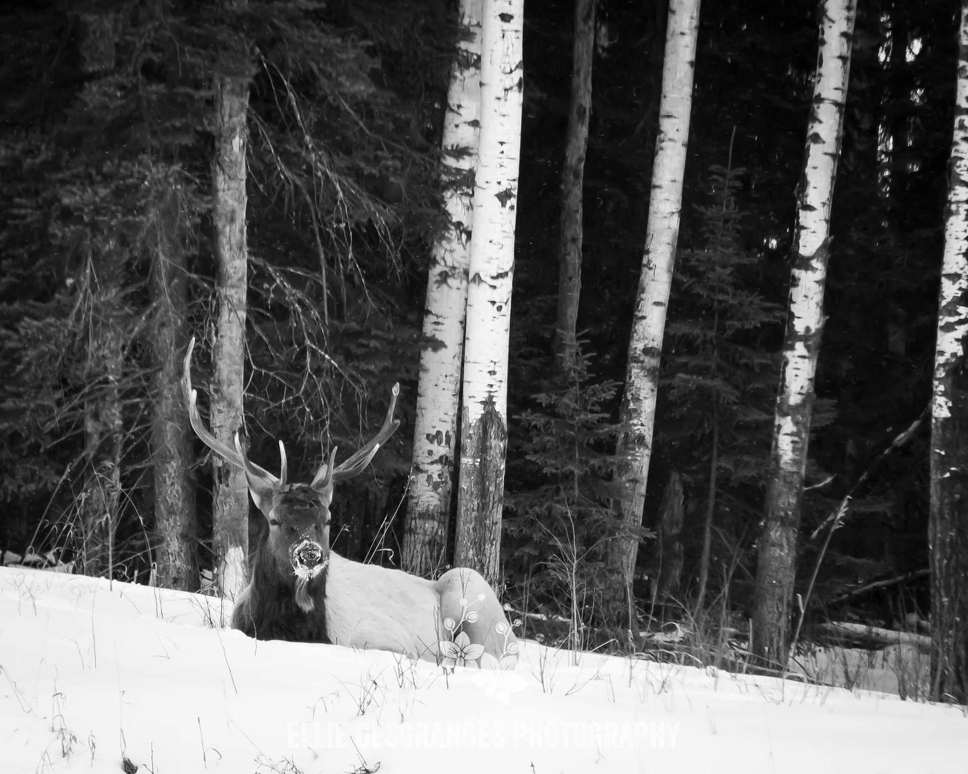 "Powdered Nose", 8x10" / Waskesiu Townsite