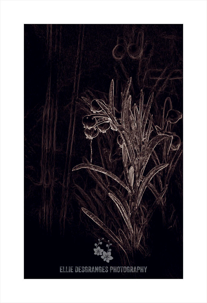 "Blooming Personality XV: Nauseated Teenager", Installation image 4 of 4, 10 x 16" / Prince Albert National Park, SK