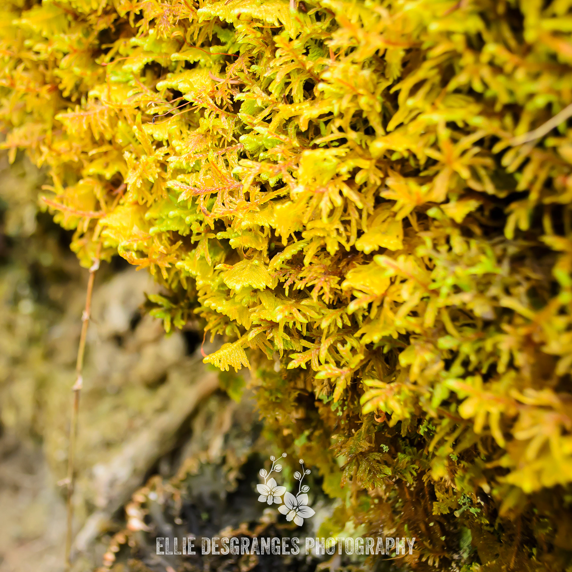 "Boreal Moss Bed", 4x4" / Crean Lake Trail