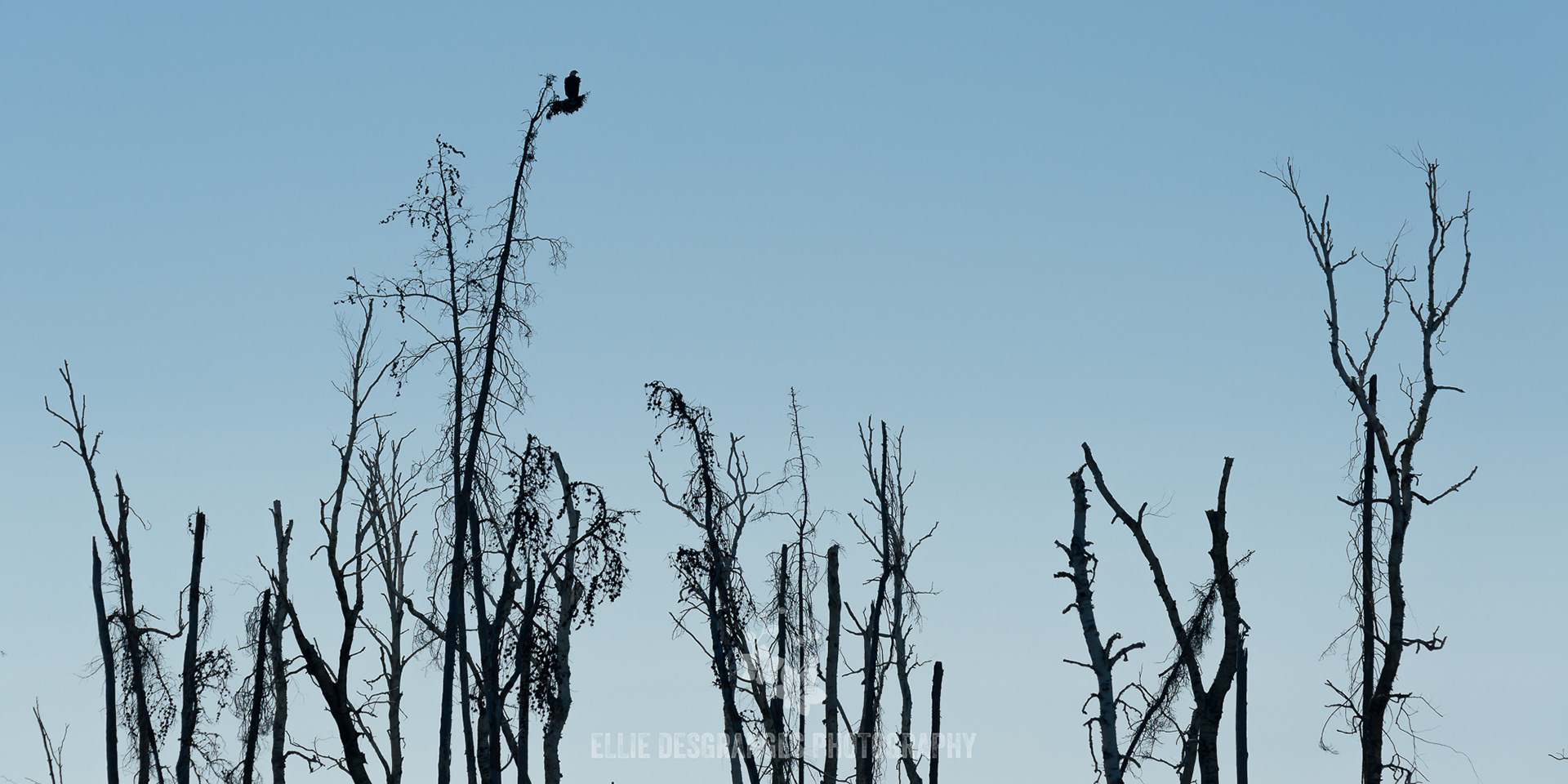 "An Air of Immutable Tenacity", 10x20" / Nemeiben Lake, Saskatchewan, Canada (2021)