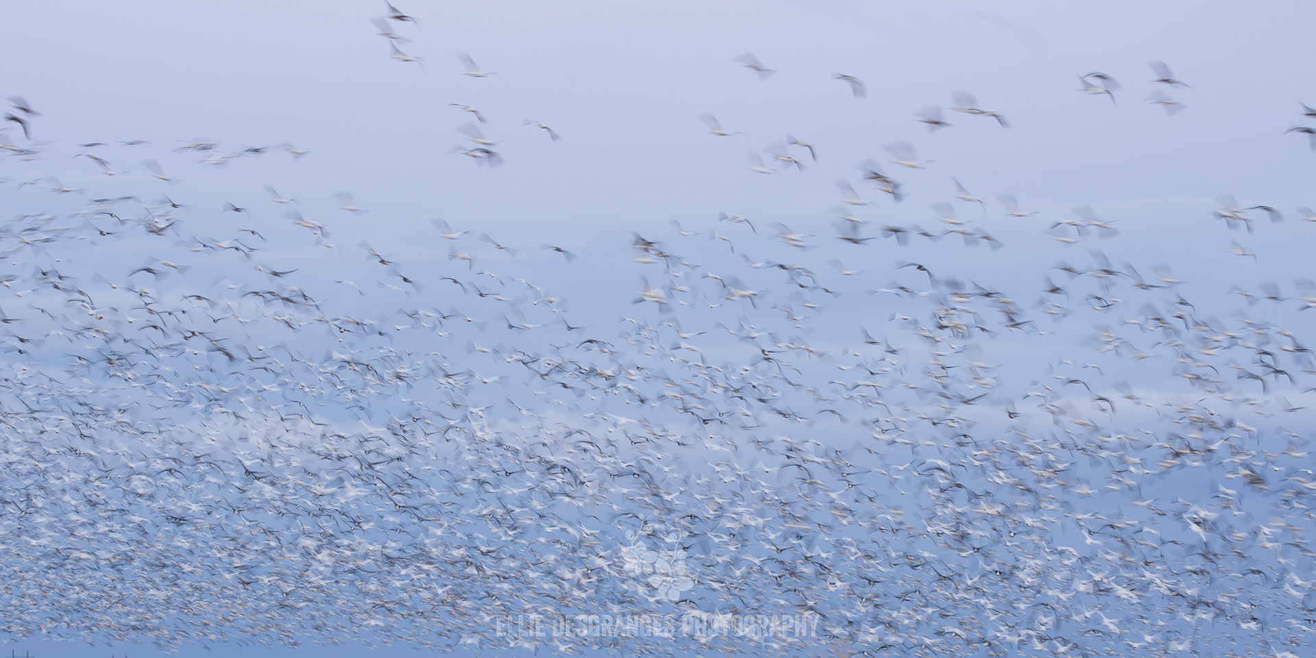 "Flighty Episode", 10x20" / Birch Hills, Saskatchewan, Canada (2021)