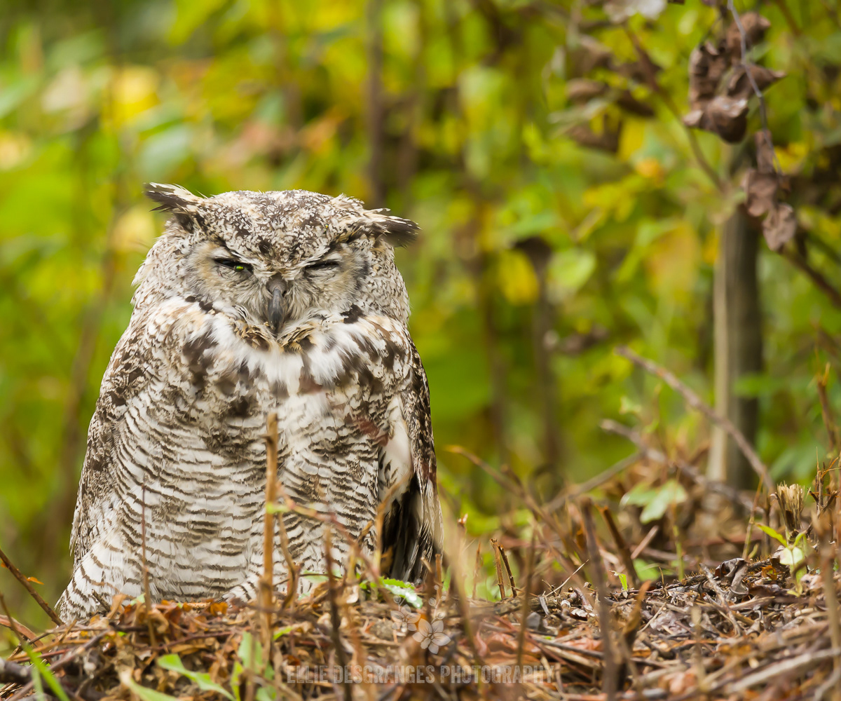 "Wild Portraiture II: Ruing in the Rain", 20x24" / Christopher Lake area, Saskatchewan, Canada (2020)