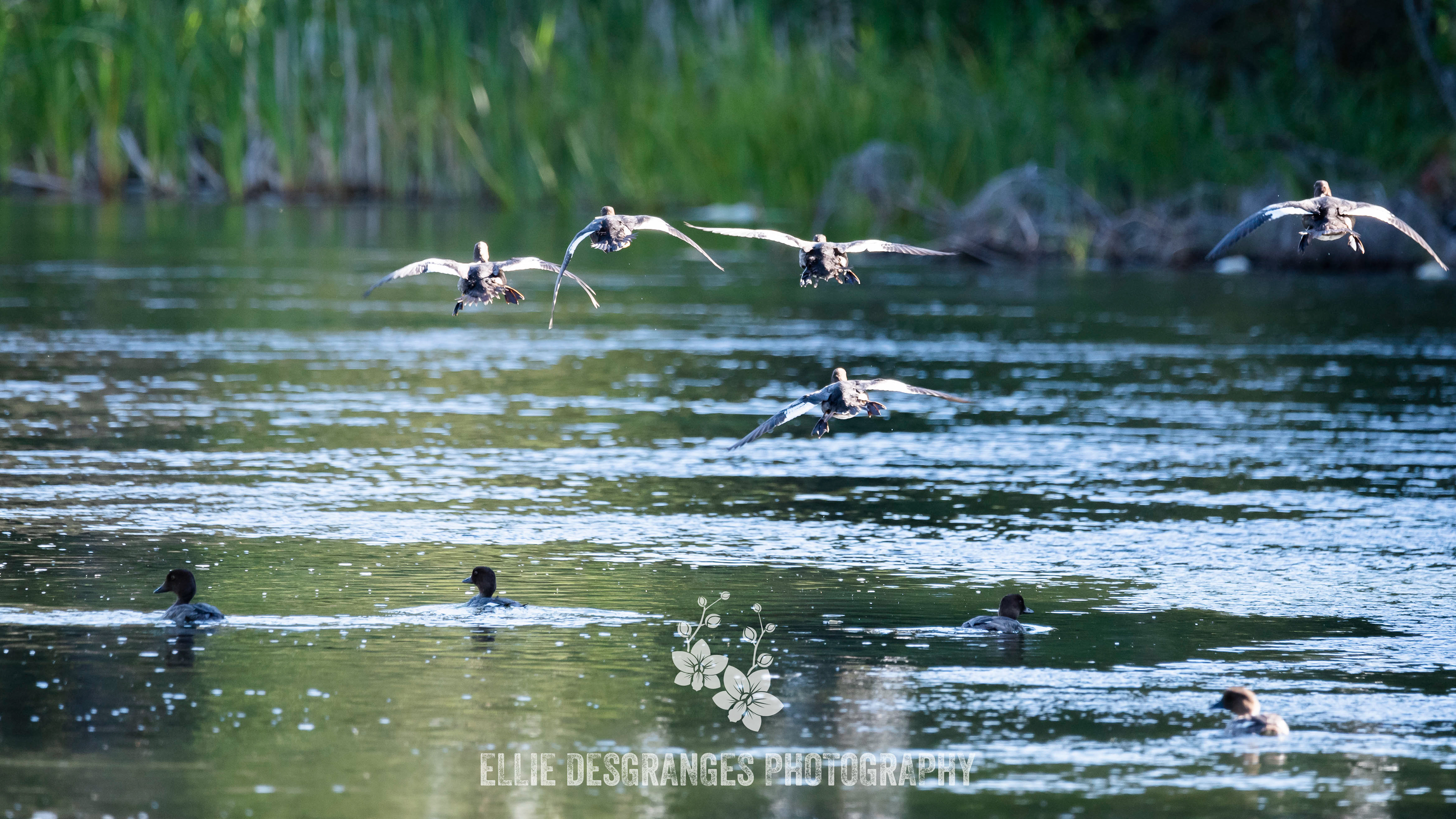 "Traffic on the Air Strip", 9x16" (Panoramic) / Waskesiu River