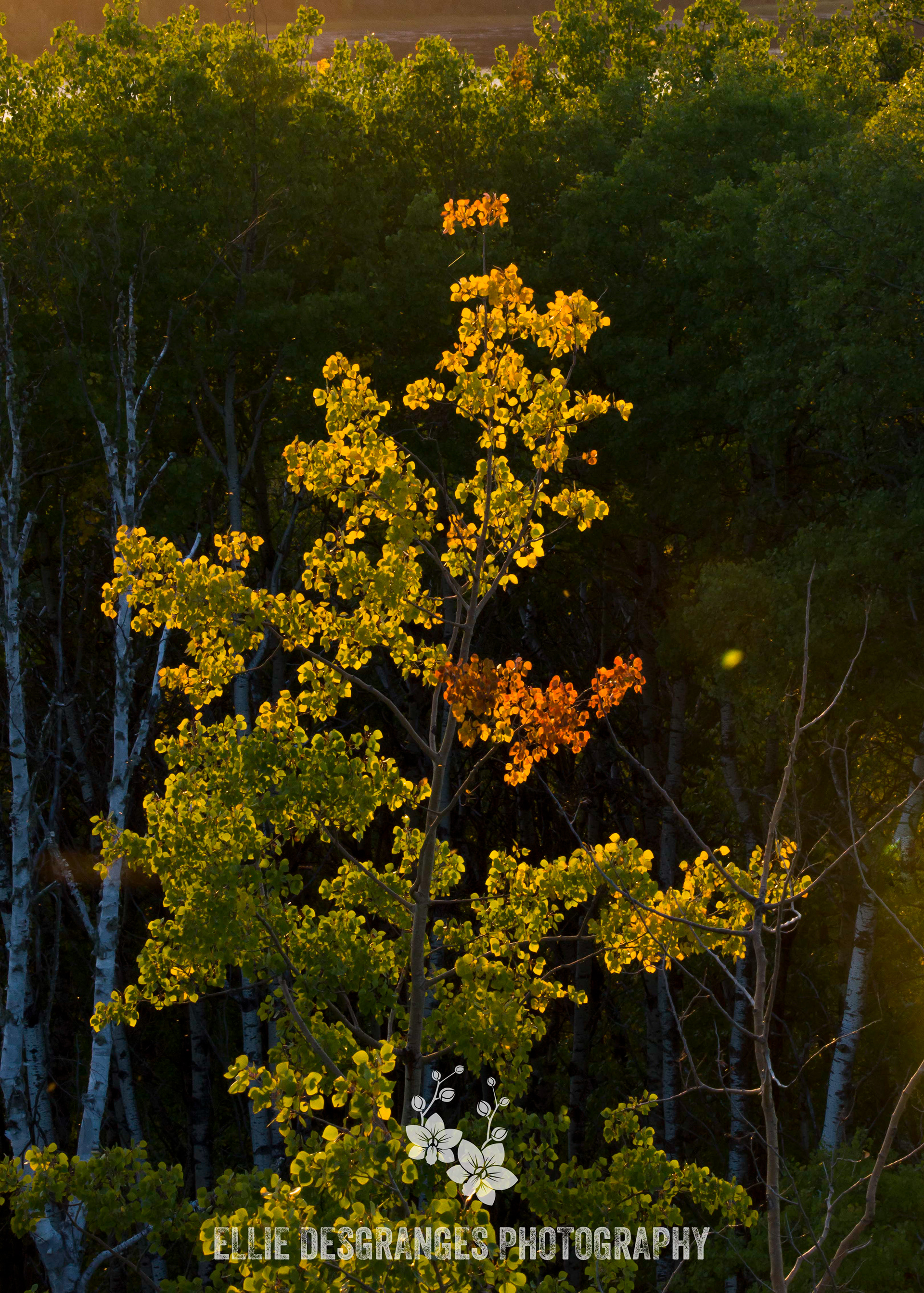"Seasonal Sundown", 5x7" / Height-of-Land Lookout Tower