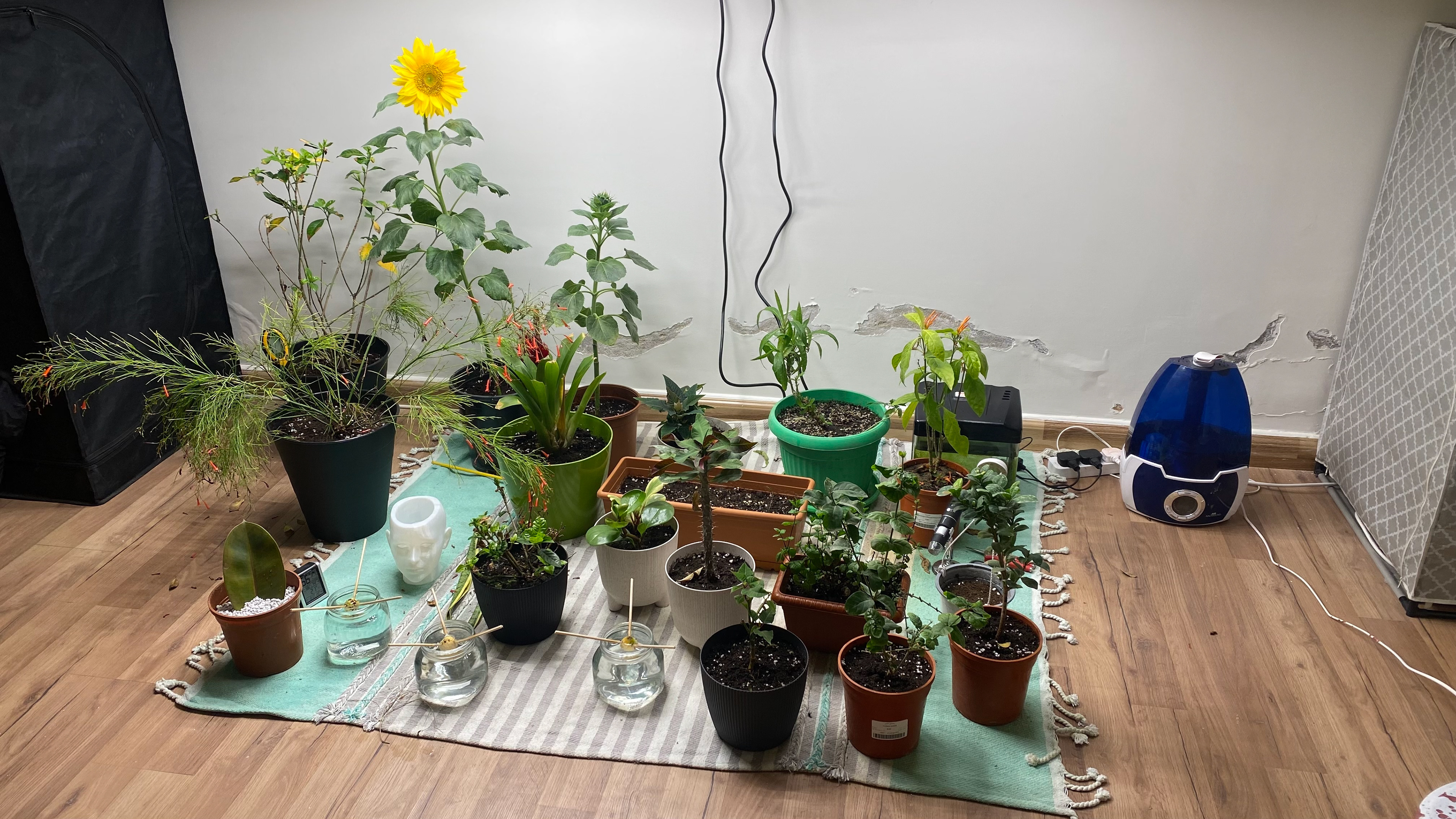 The lab