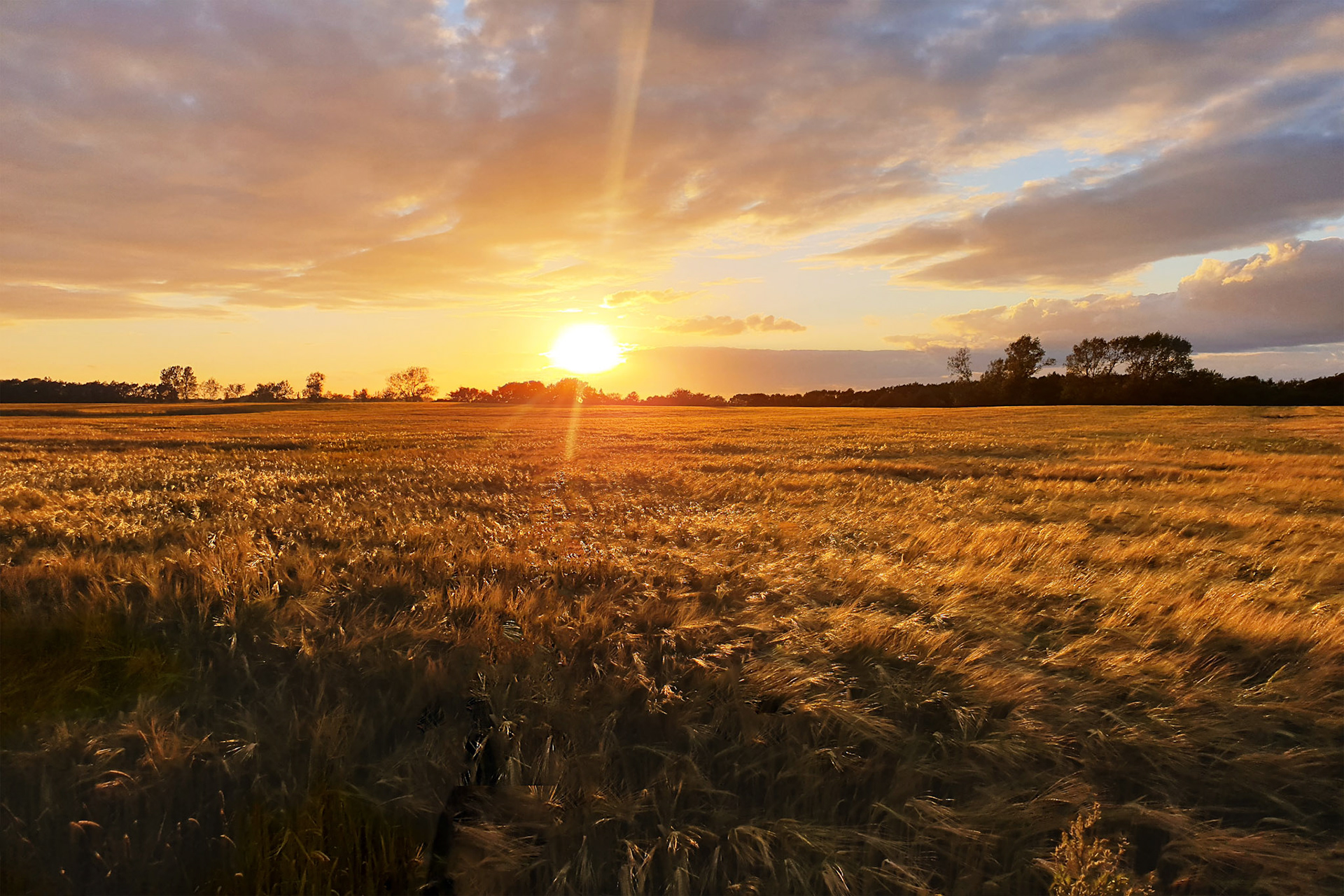 kornmark i solnedgang