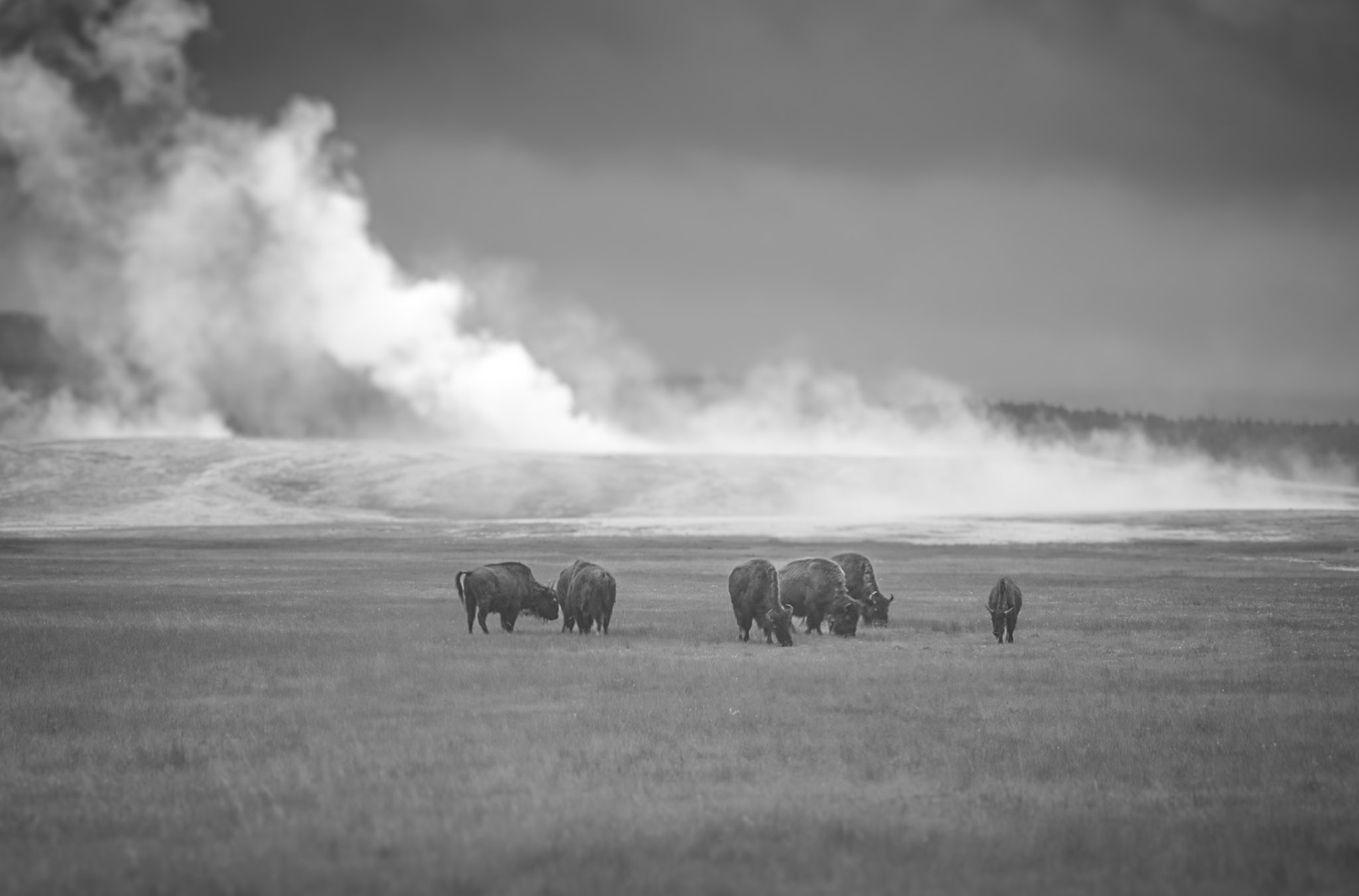 High plains steam