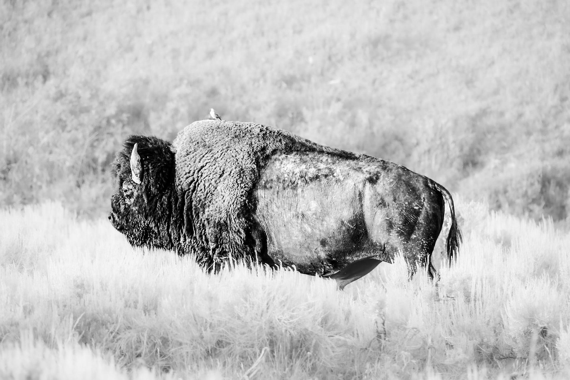 Bird and Bison