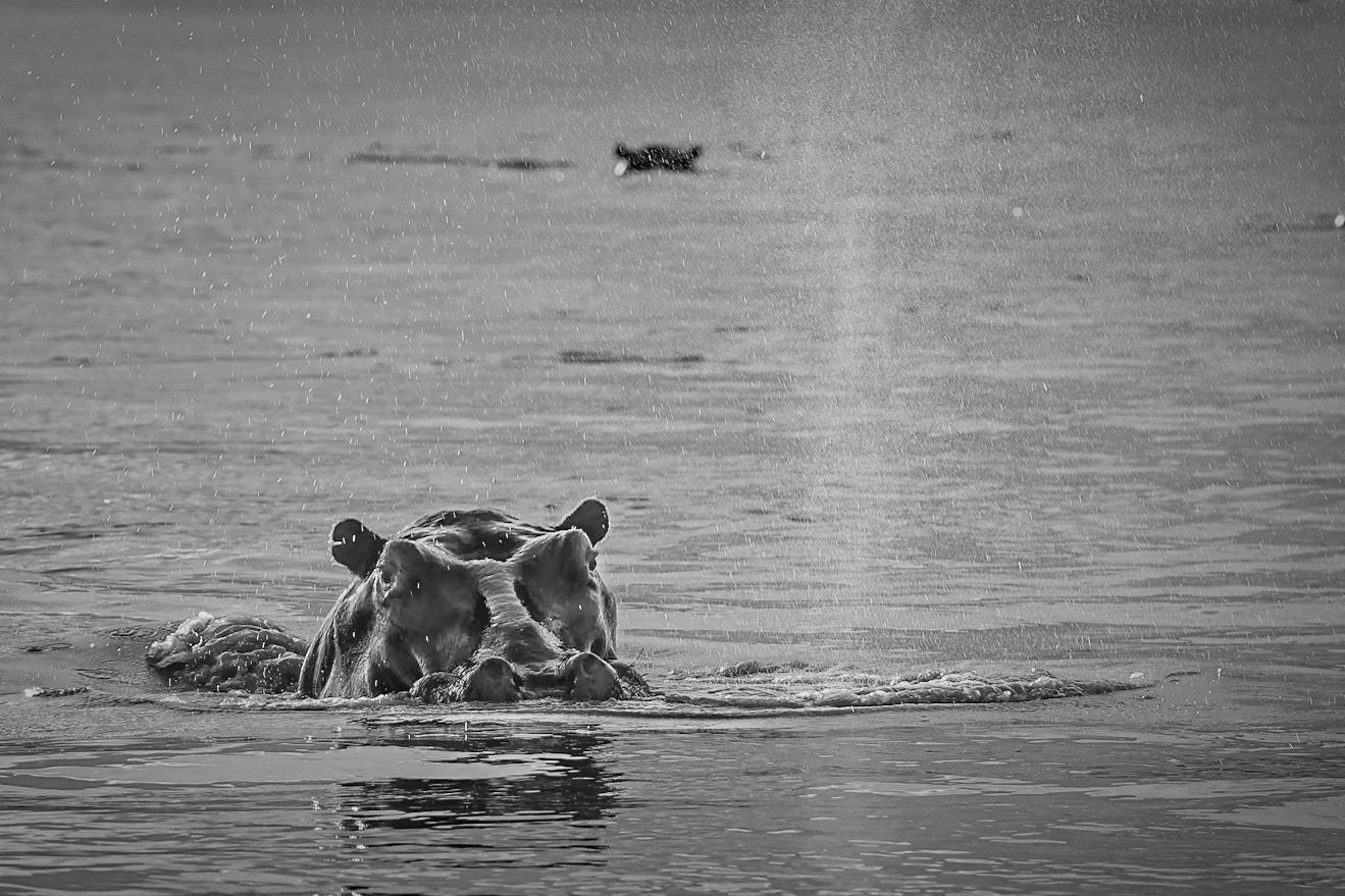 One hippo up one down