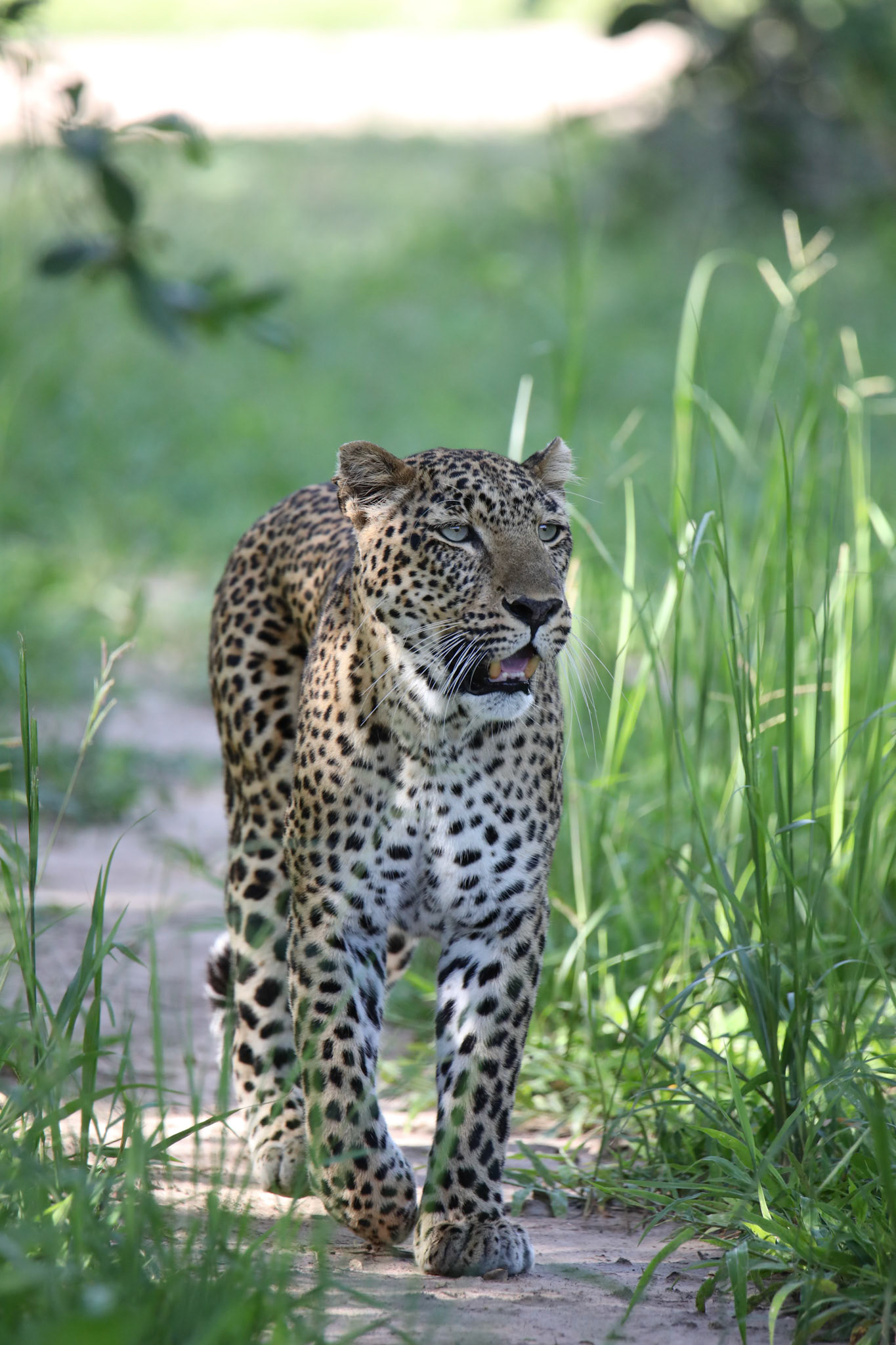 Lucy the Leopard