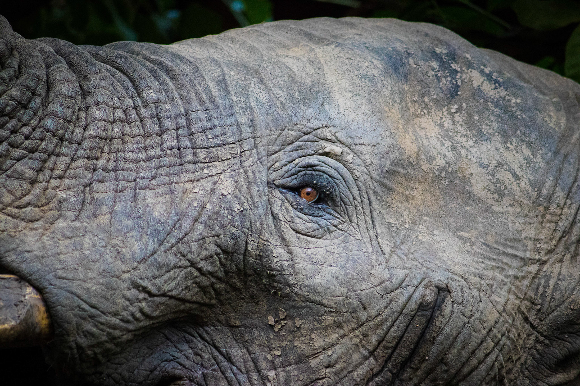 Close to an elephant