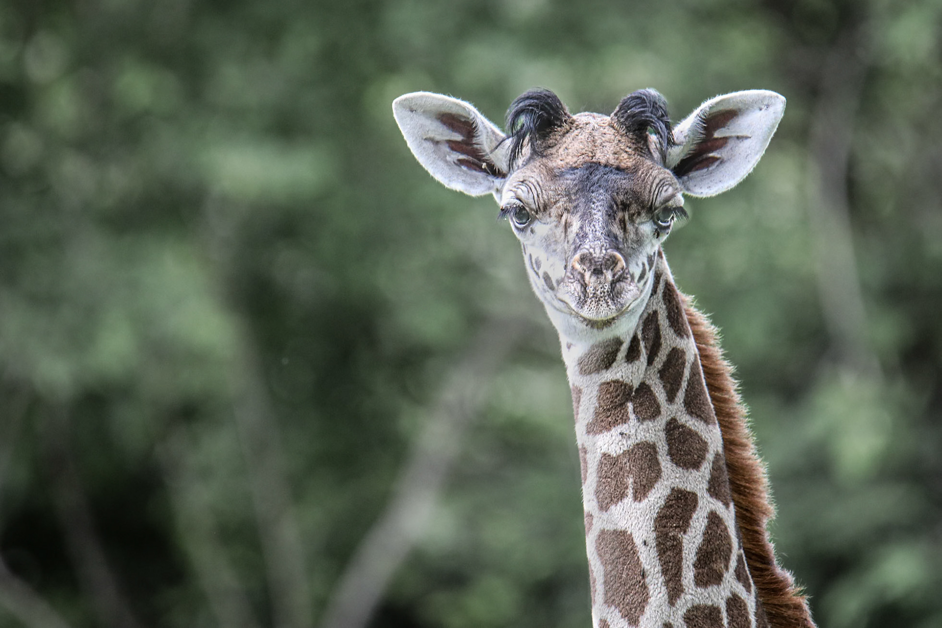 Young Giraffe