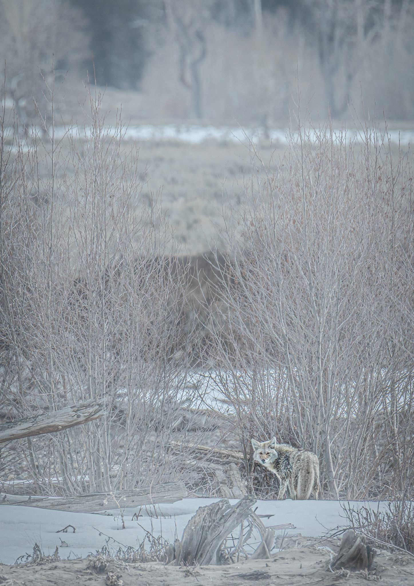 Winter in Lamar Valley