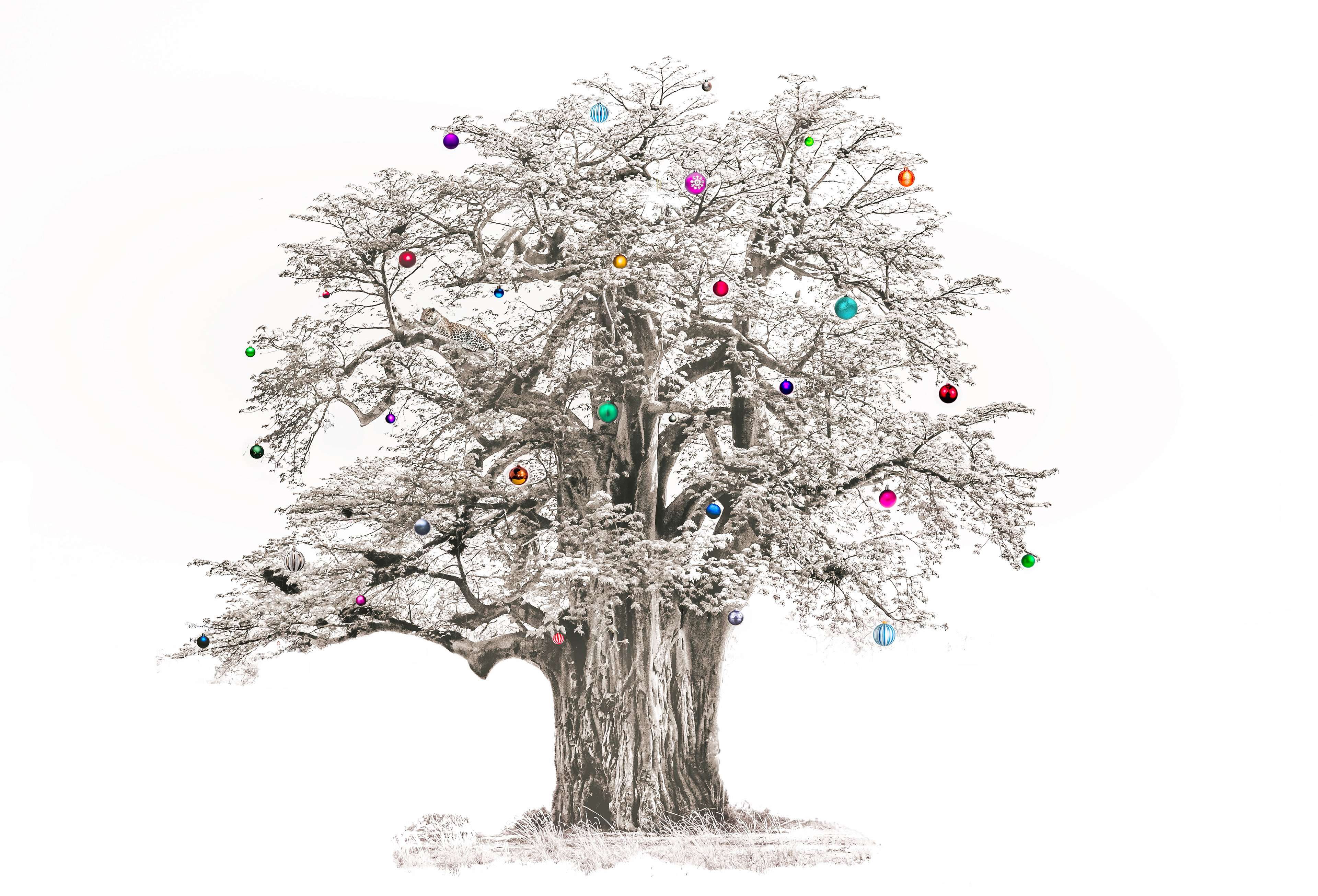 A very merry Baobab Christmas Tree. - Geolocation: 13.05312° S, 31.78126° E