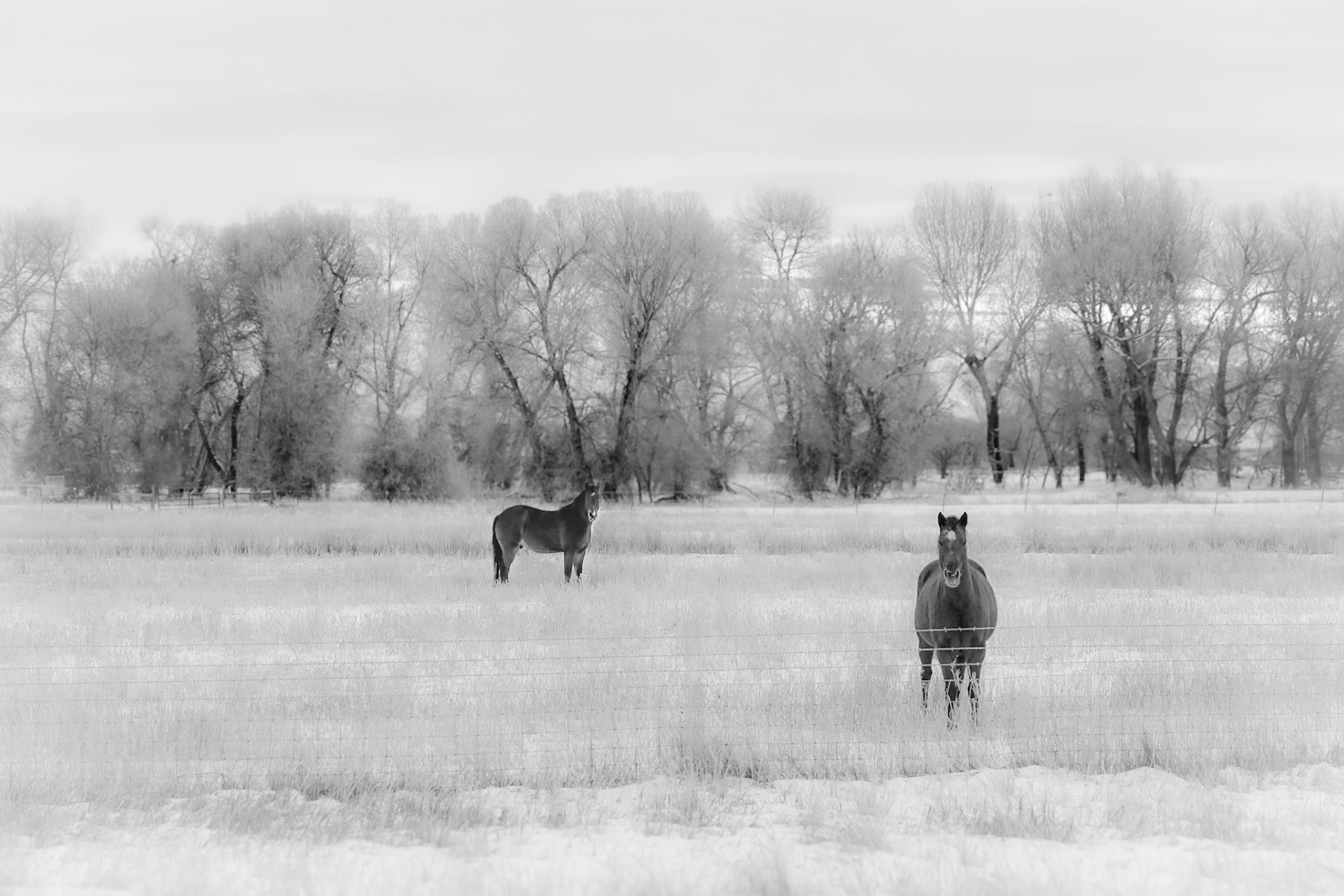 Montana horses in winter