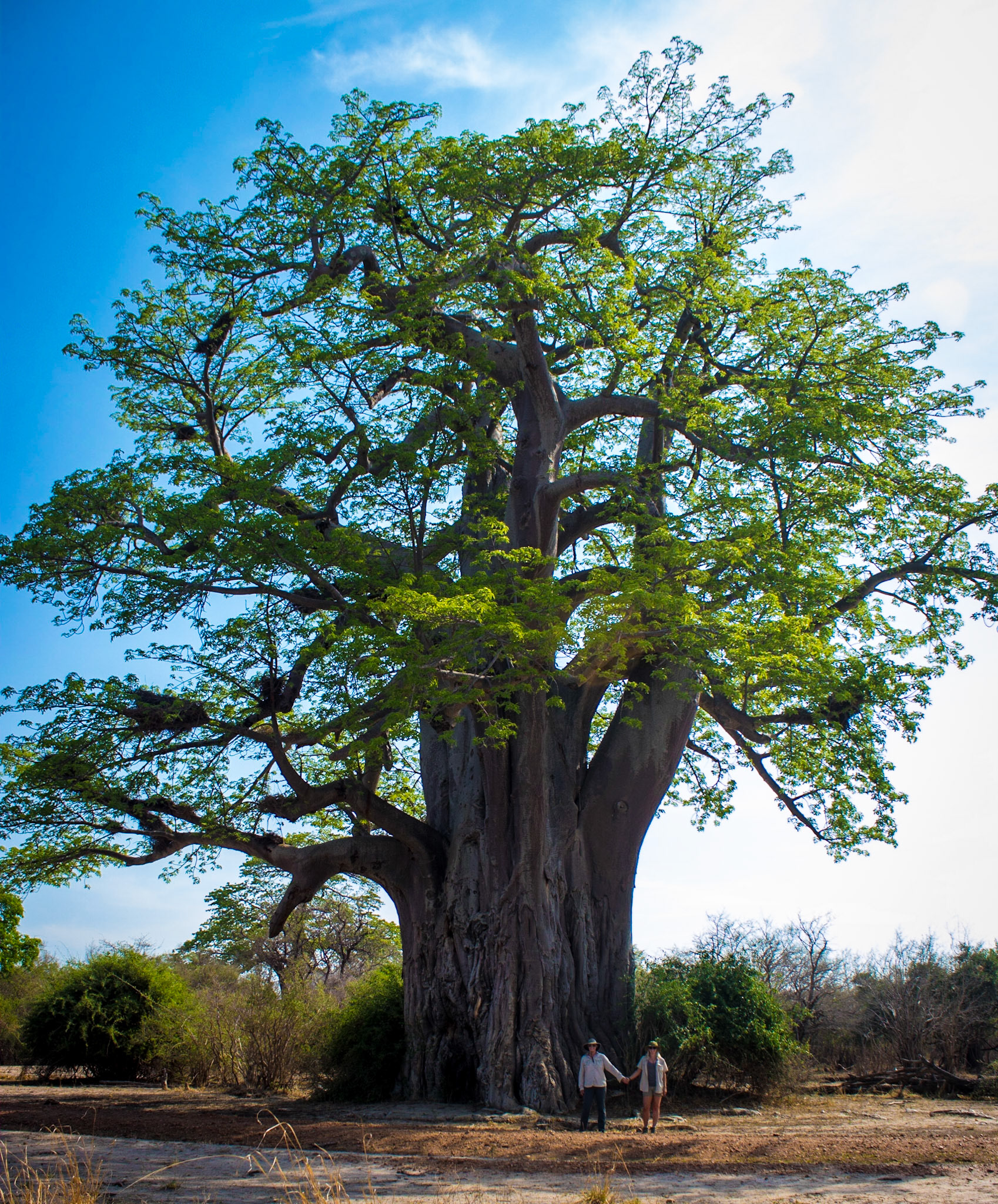 Massive Baobab Tree - Location 13.05312° S, 31.78126° E