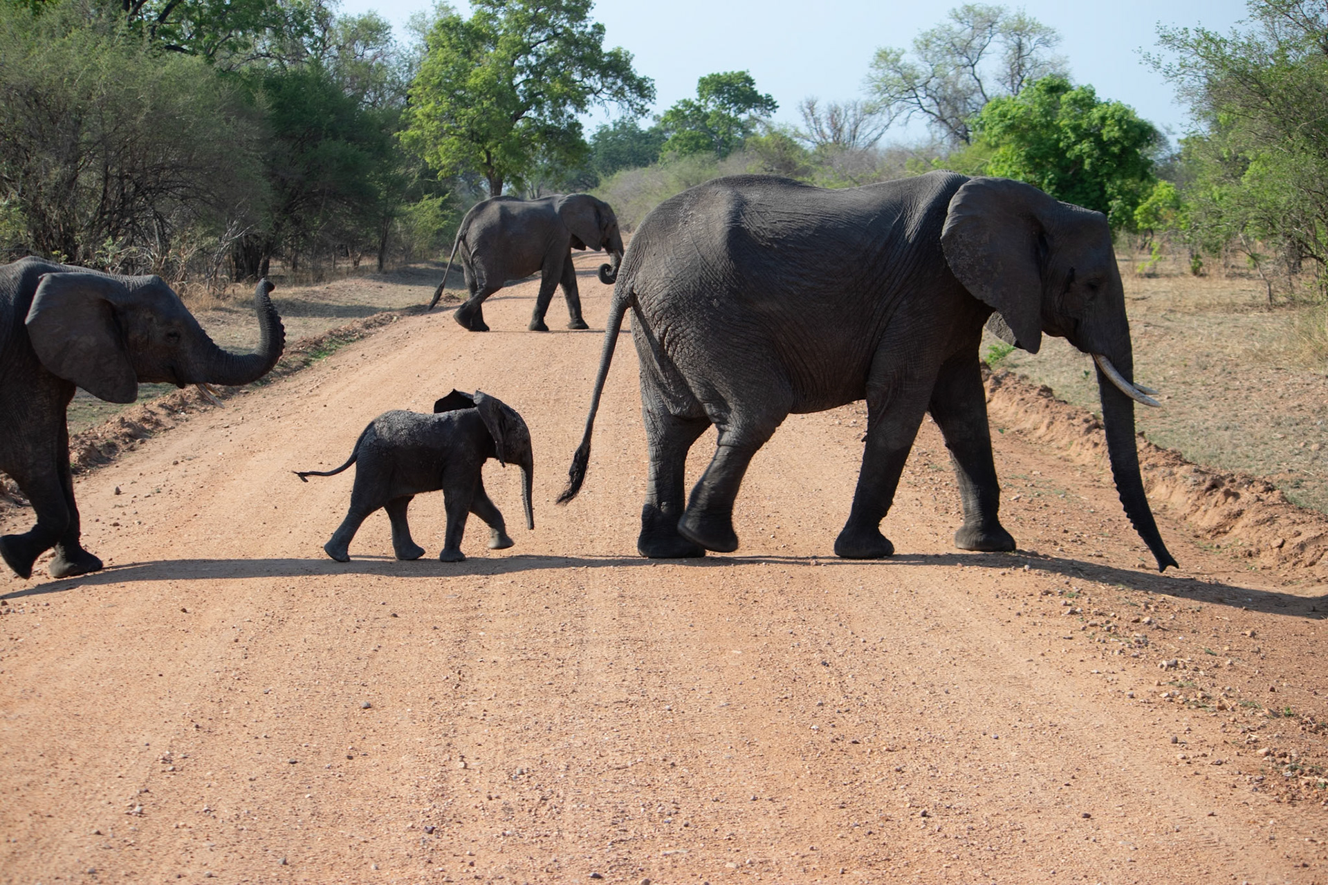African Traffic Jam