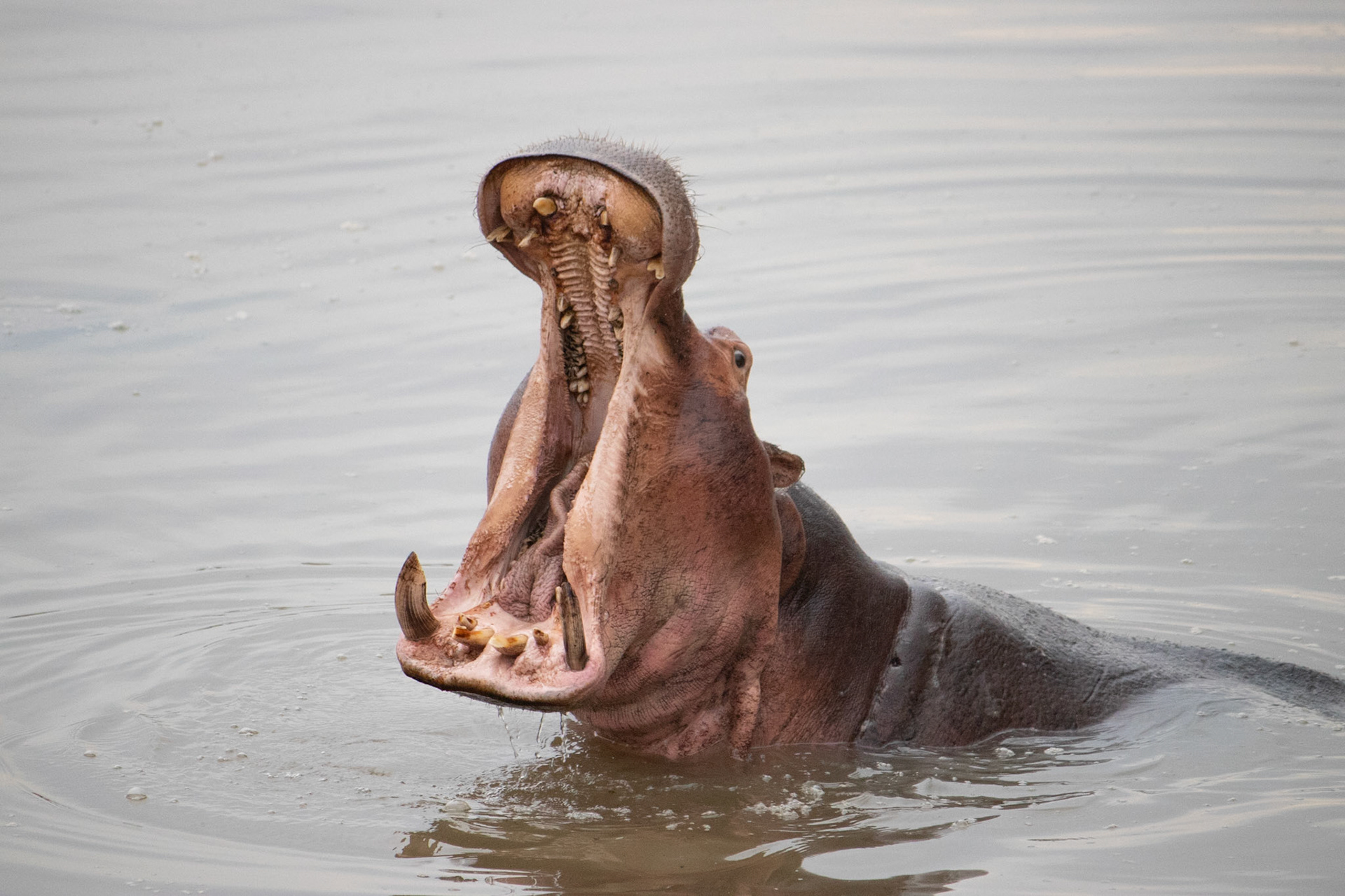 Hippopotamus 