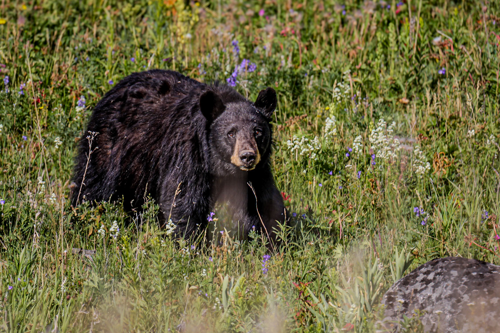 Wild flowers and Wild bear