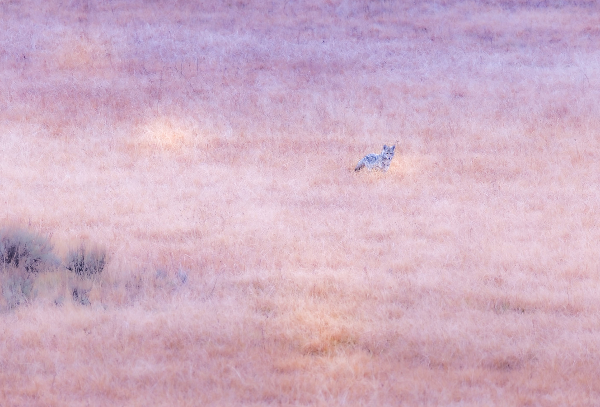 A lone coyote hunting the grassland for shrews or mice