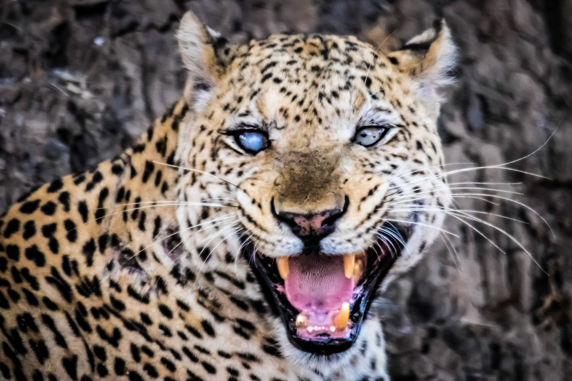 Leopard after the hunt