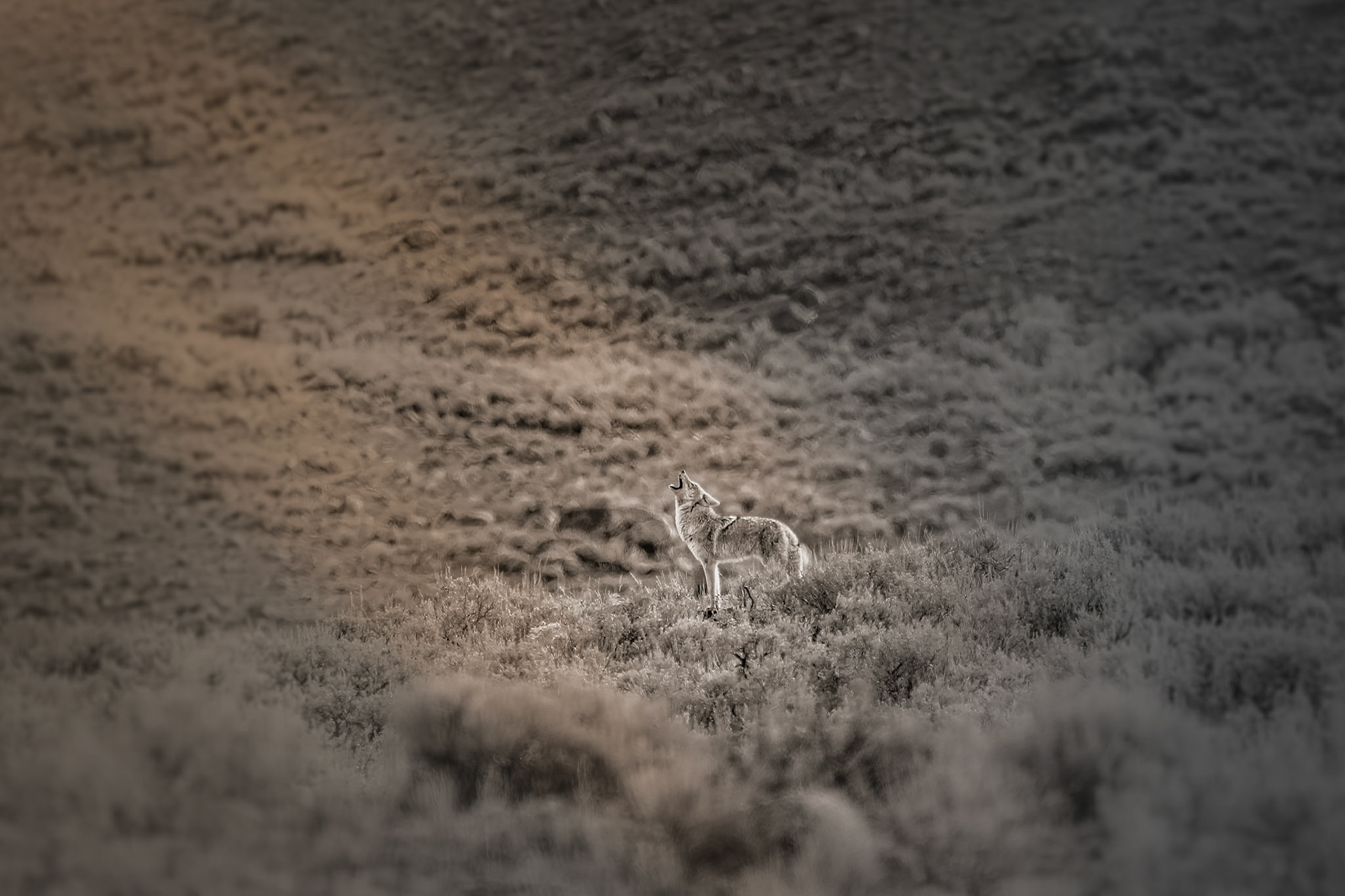 Yellowstone call of the wild