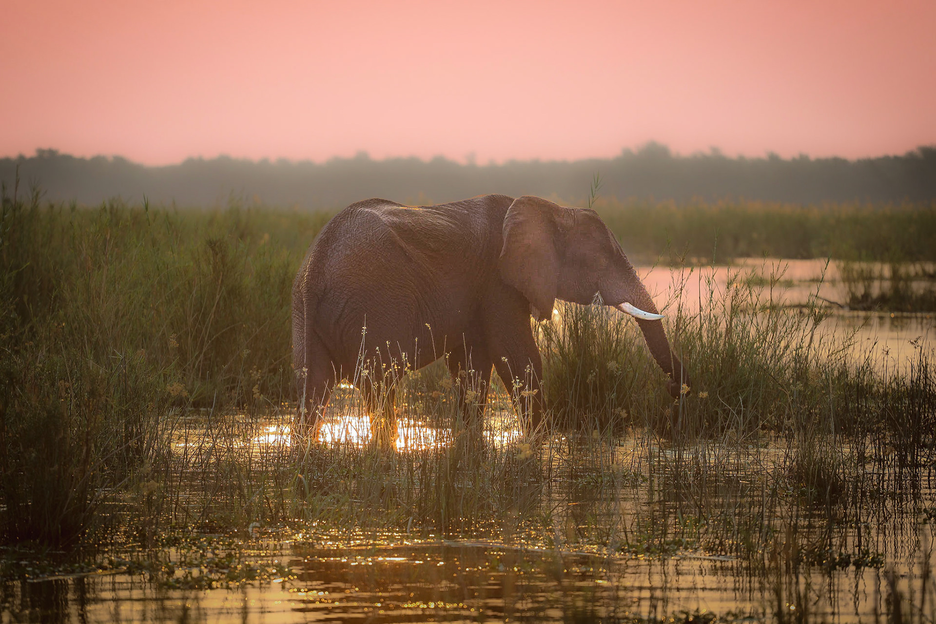 Zambezi magic