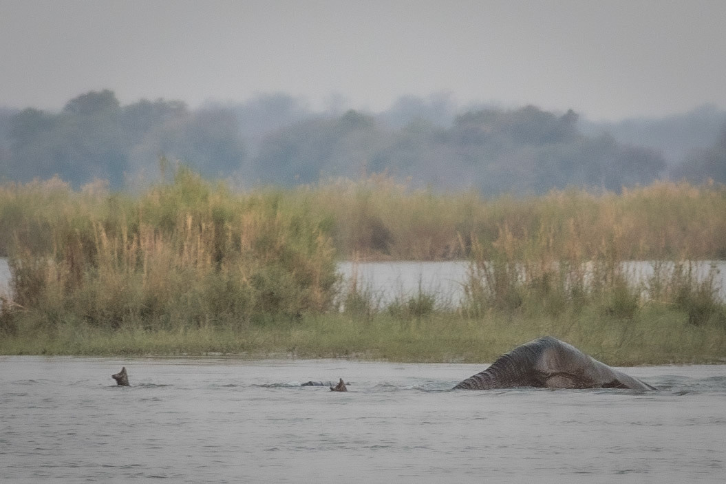 One elephant, two snorkels