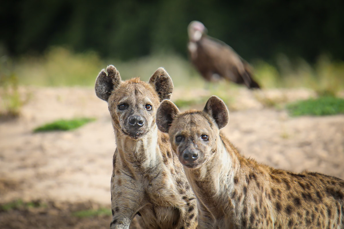 The curious hyena pair
