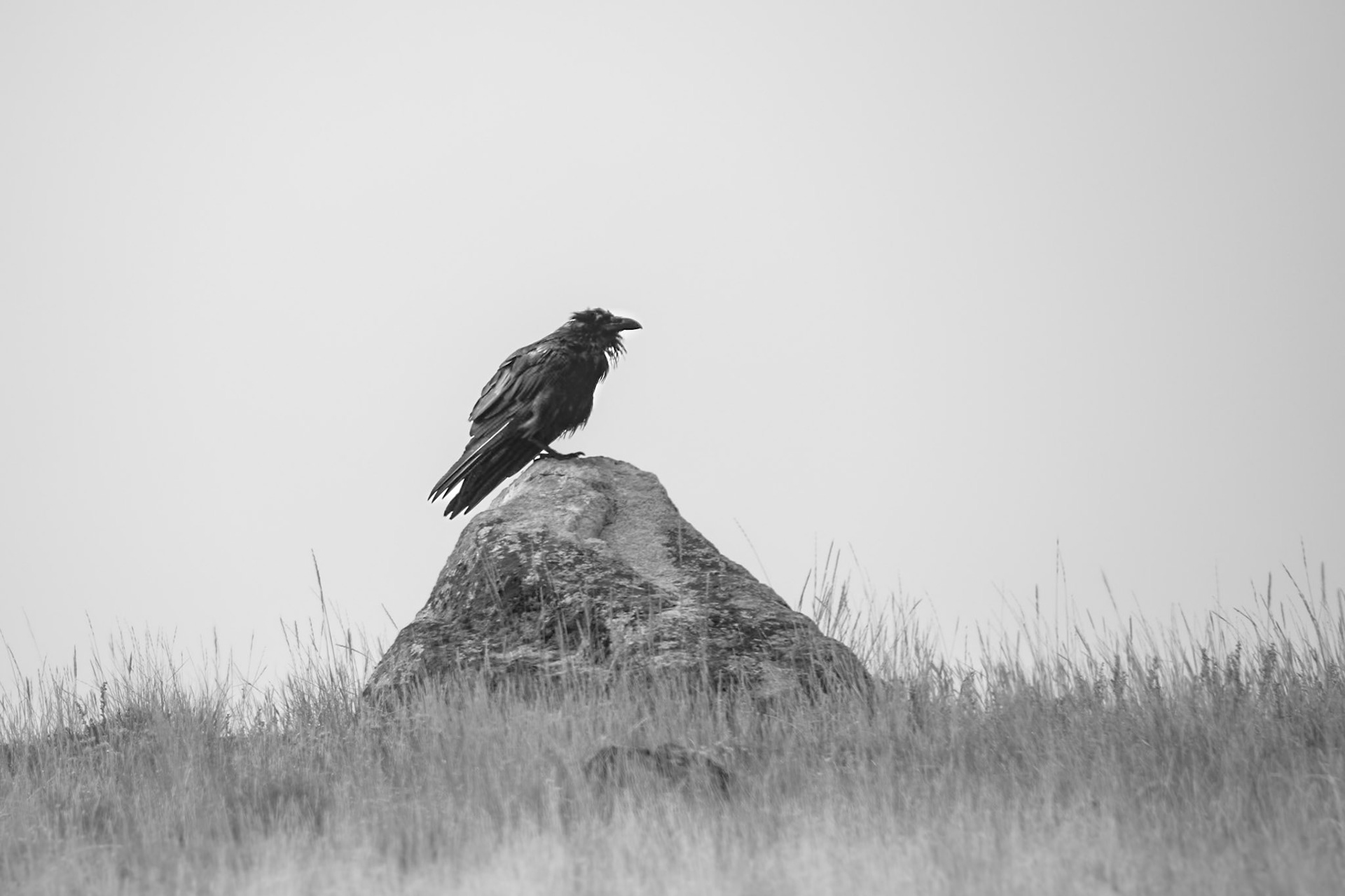 Raven
