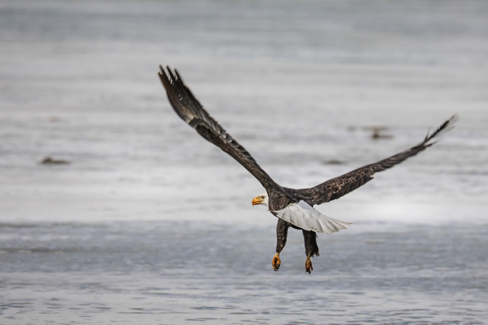 Mature eagle - Freeze Out Lake