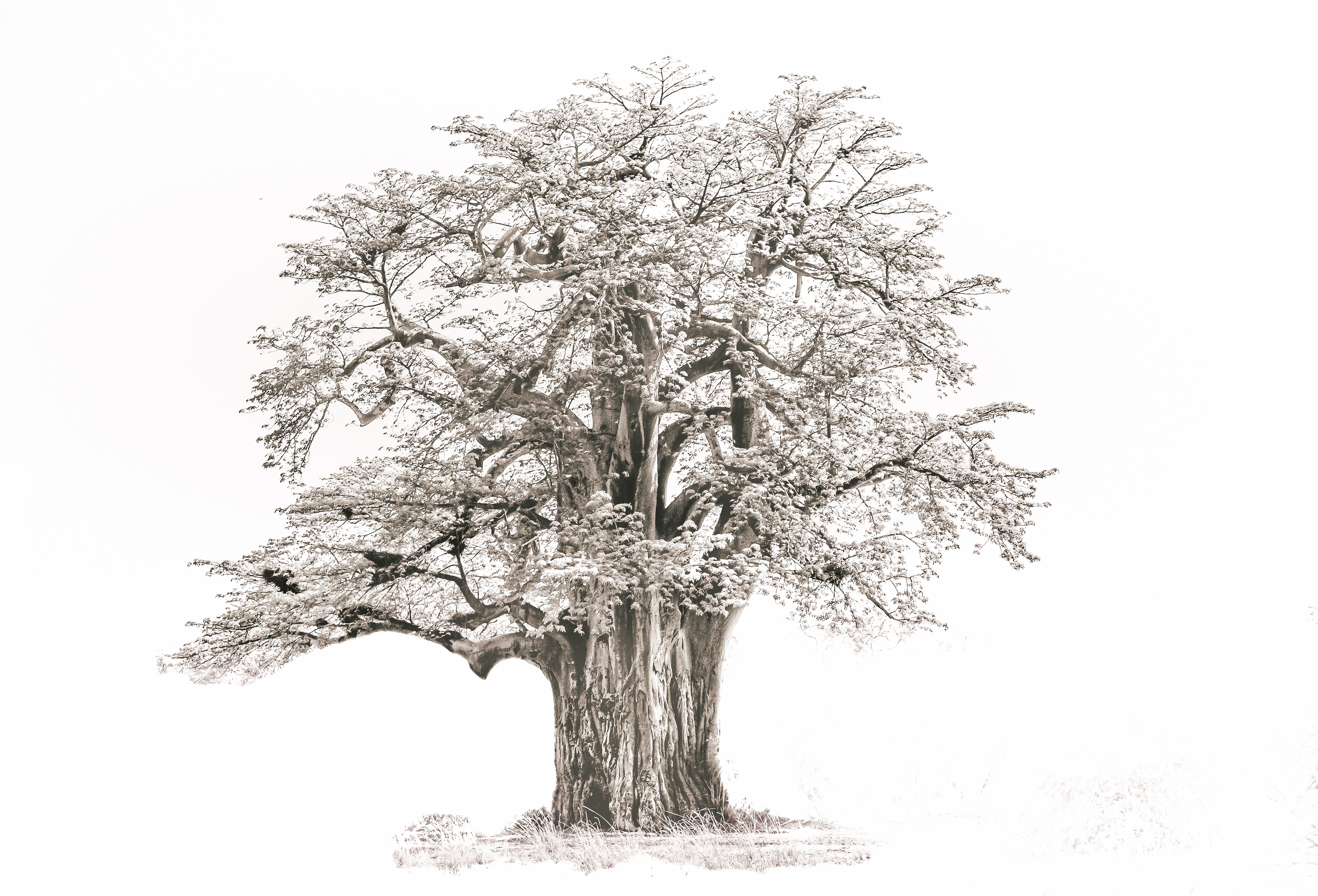 The beautiful Baobab Tree of Life